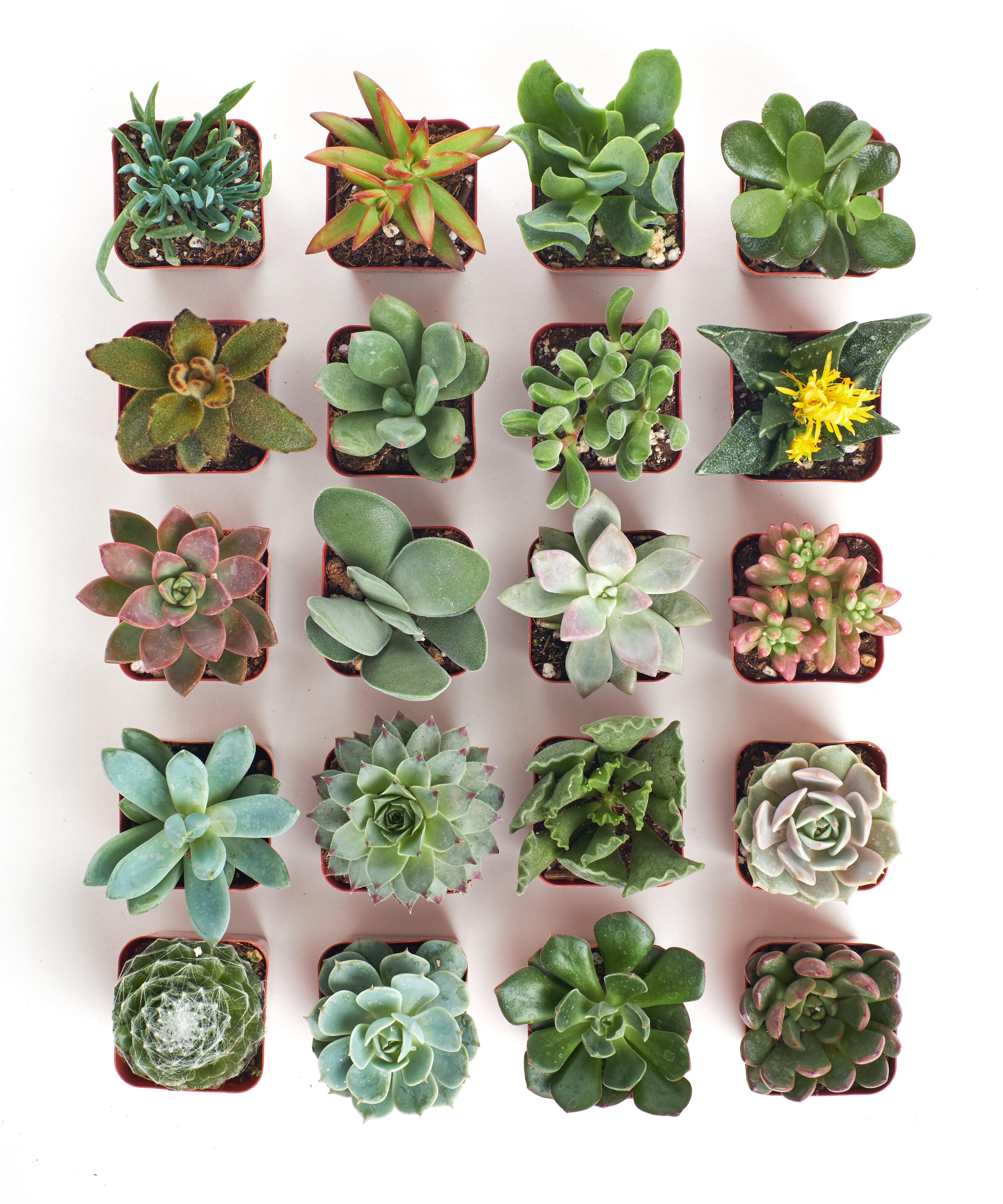 small succulents Shop Succulents Unique Succulent Plant Pack Collection - Live Mini Succulent Plants, Low Maintenance, Exceptional Colors & Textures