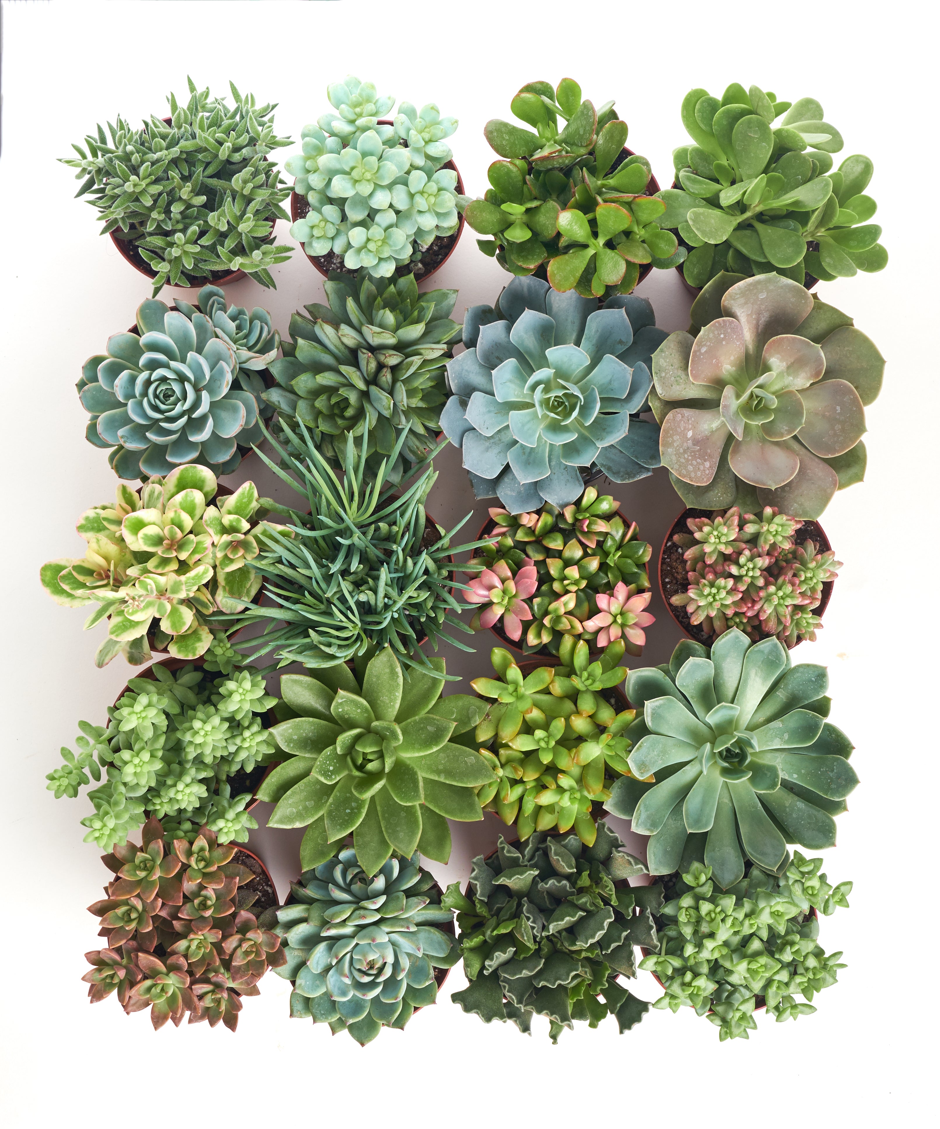succulents store Shop Succulents Assorted Succulent Plant Pack Collection, Live 4" Succulent Plants, Low Maintenance, Mixture of Colors & Textures