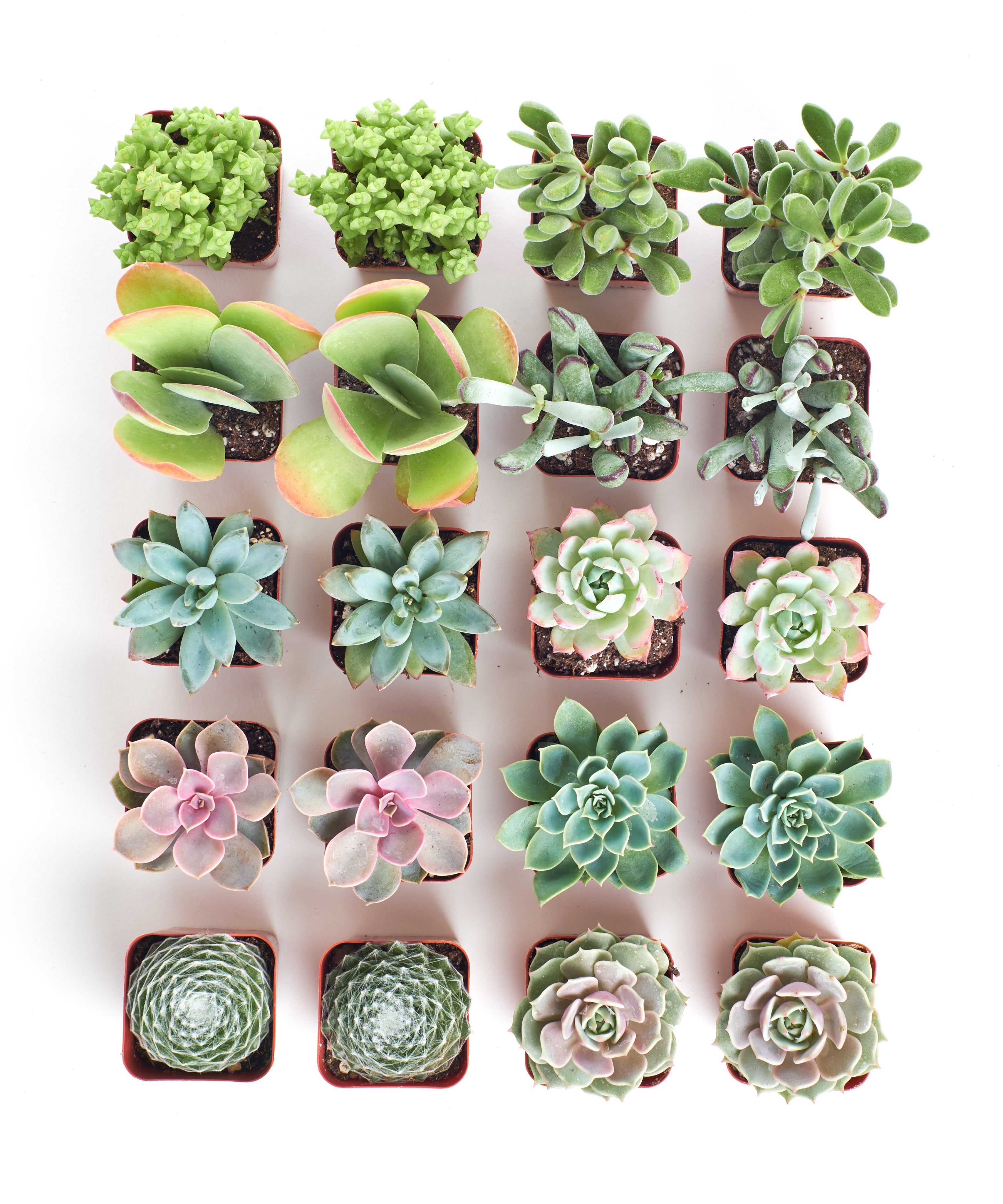 pastel coloured succulents Shop Succulents | Premium Pastel Live Plants, Hand Selected Variety Pack of Mini Succulents