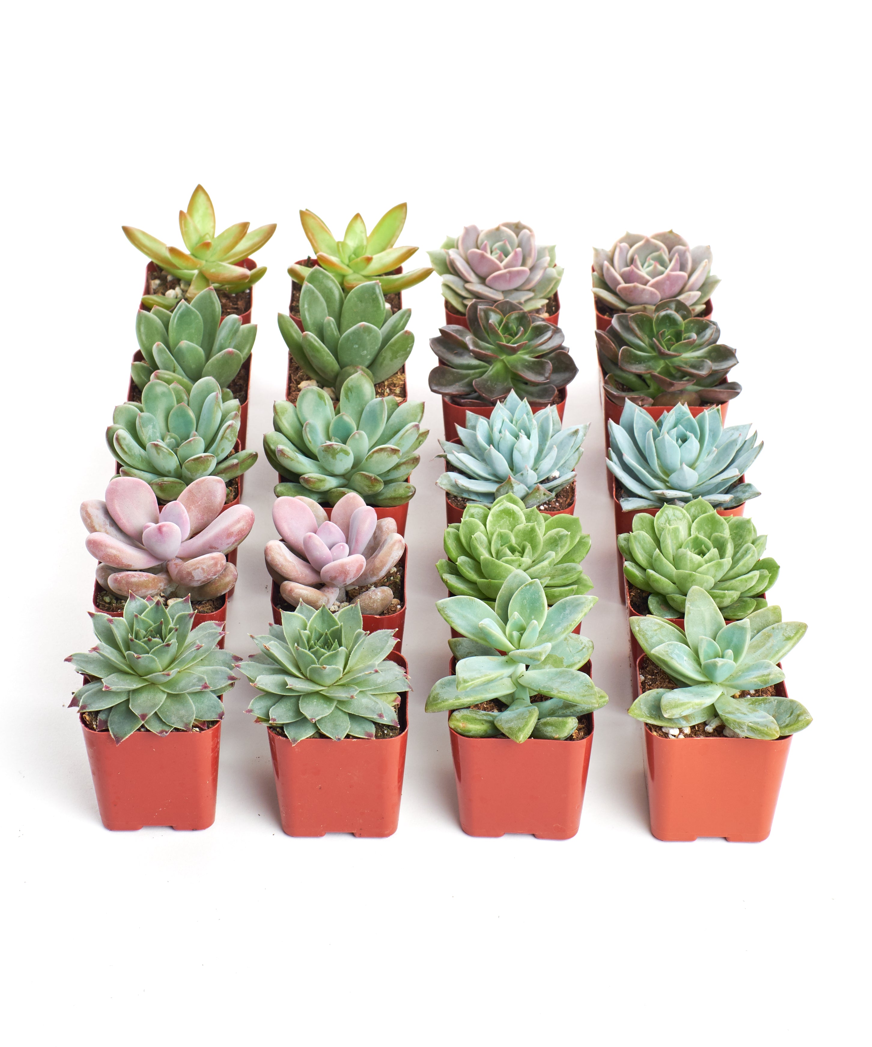 real succulents Shop Succulents | Unique Collection