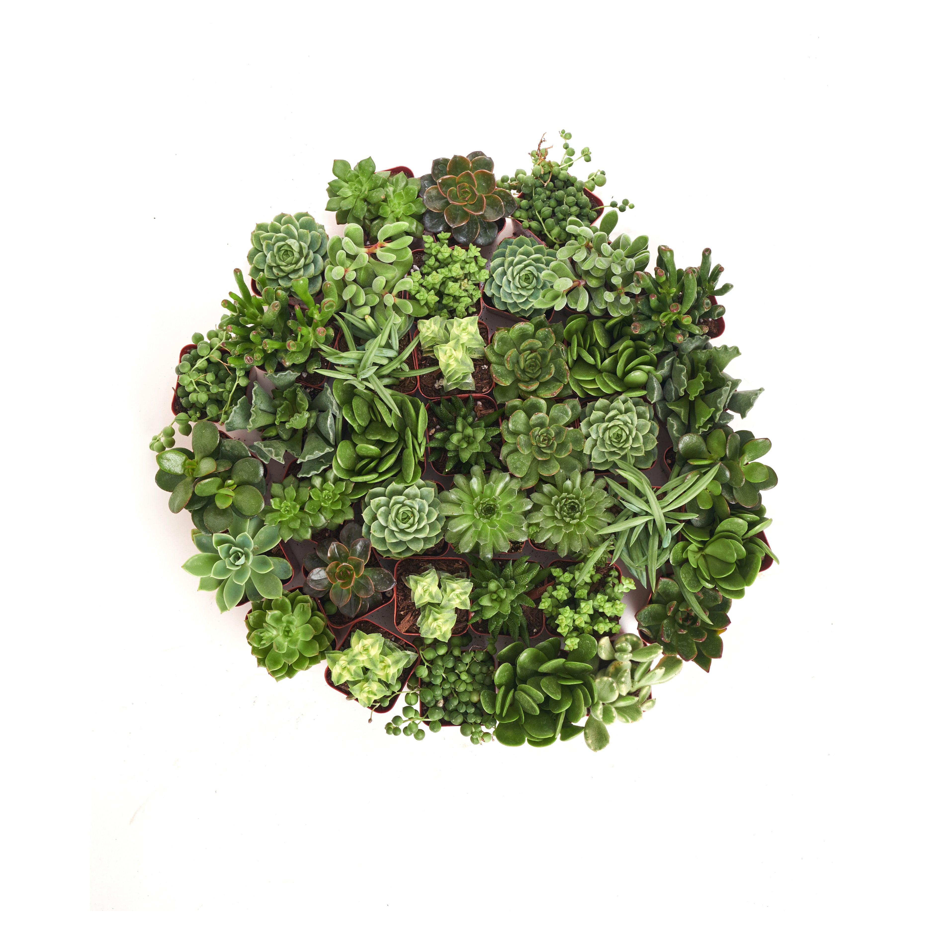 bulk mini succulents Home Botanicals Green Succulent (Collection of 100)