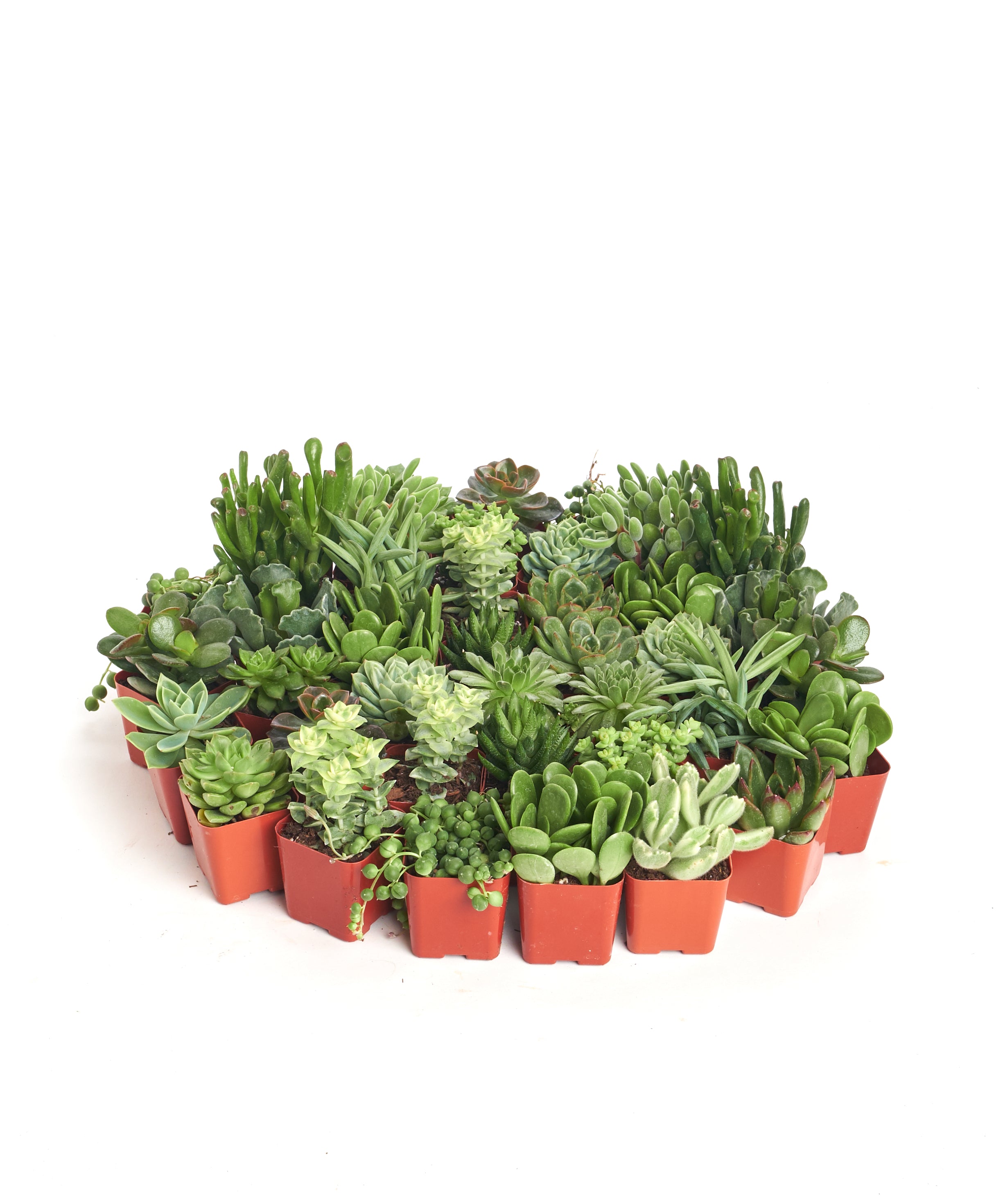 tiny succulents in bulk Verde Mini Succulents in Bulk – Shop Succulents