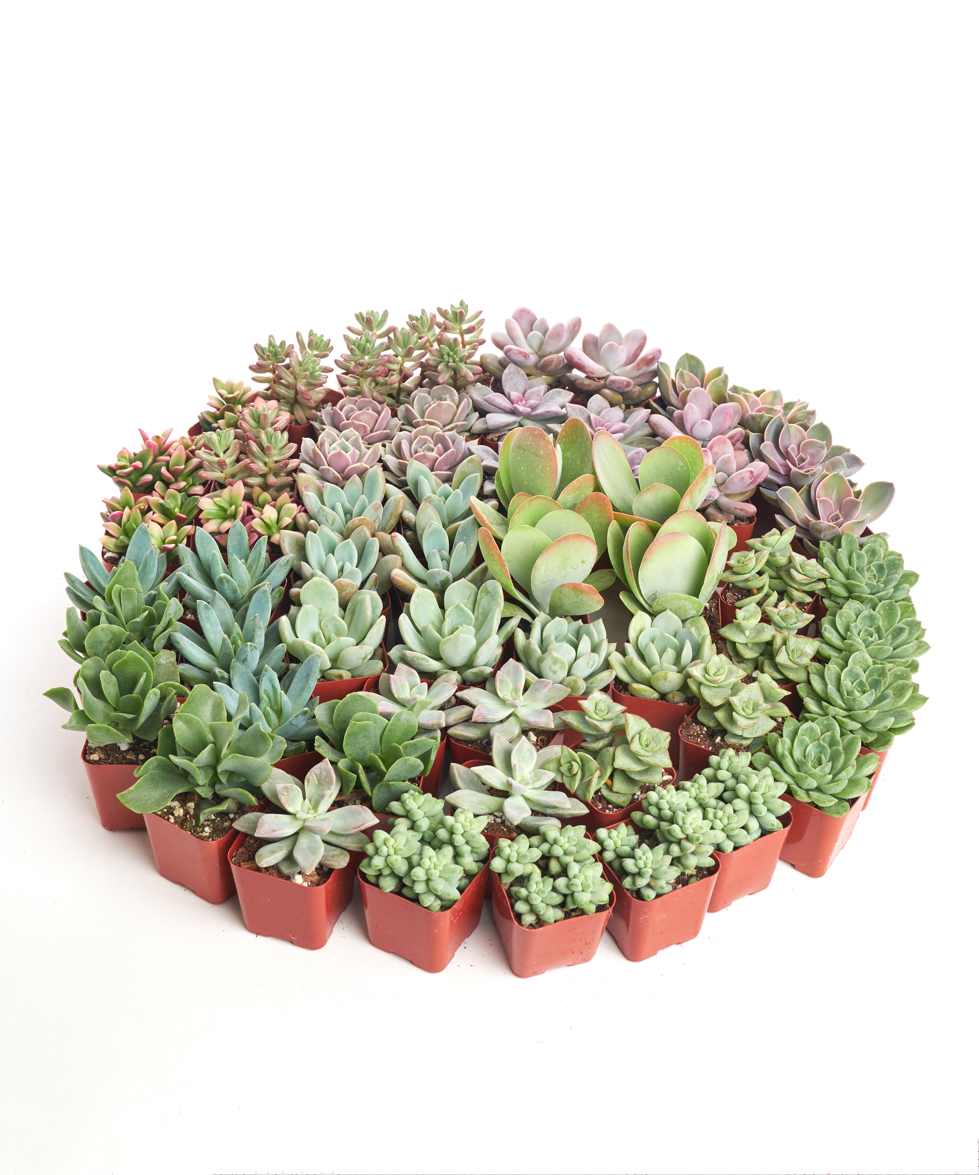 mini succulent pots bulk Shop Succulents Pastel Succulent Plant Pack Collection Live Mini Succulent Plants Low Maintenance Bright Serene Colors Textures Wedding and Party