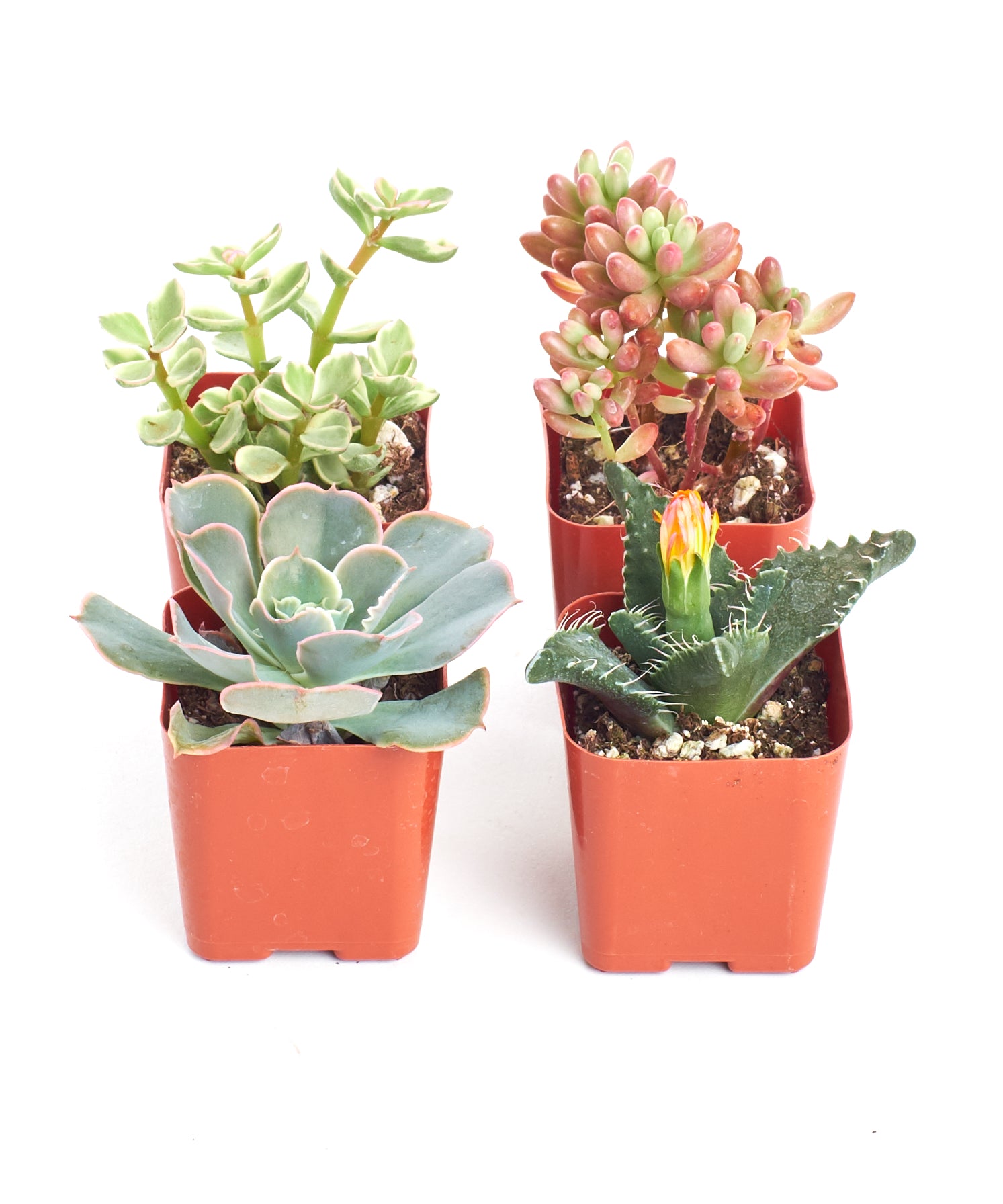 succulents depot free shipping 2 in. Assorted Succulent Collection (100-Pack)