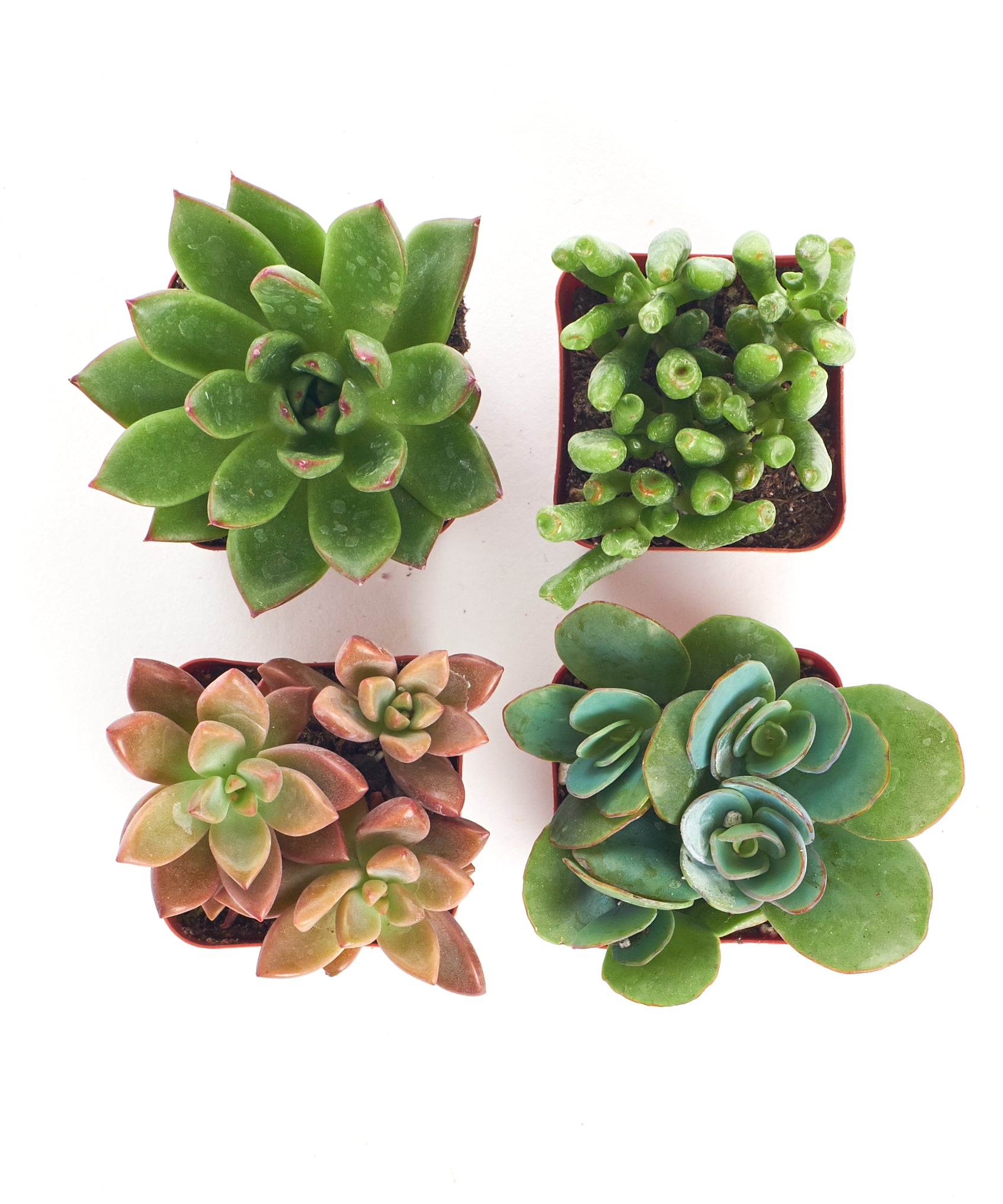 small live succulent plants 2 in. Assorted Succulent Collection (100-Pack)