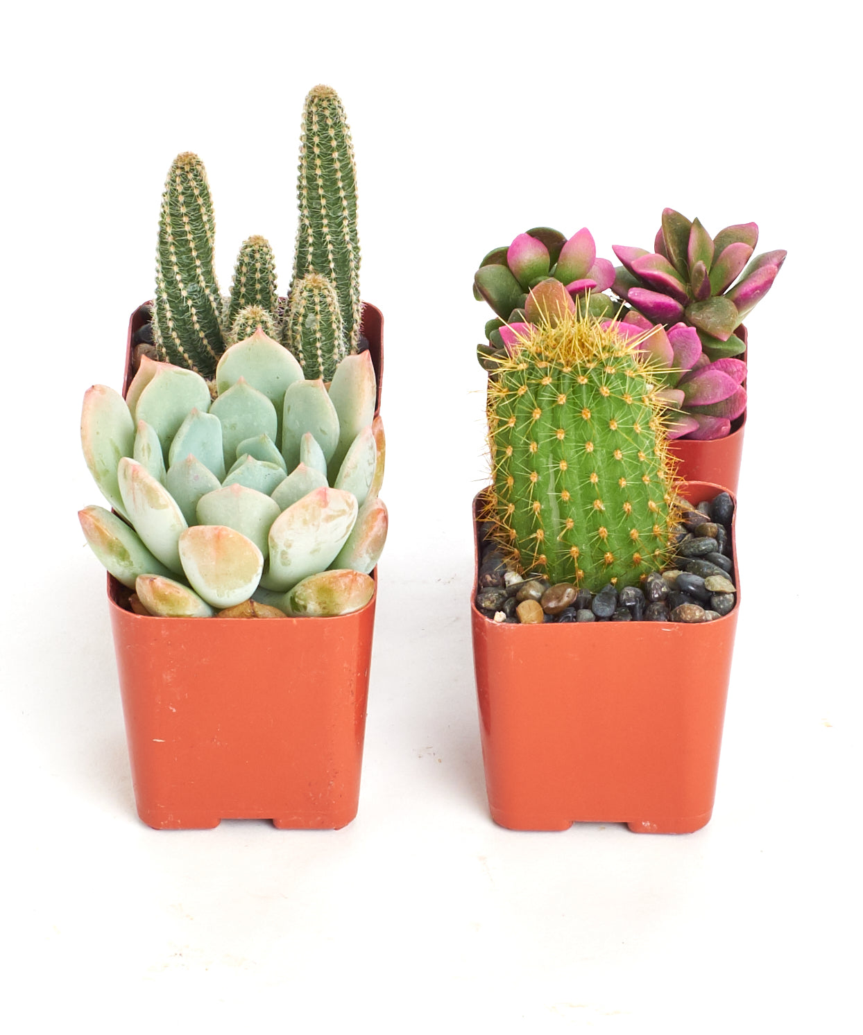 collection of succulents Shop Succulents Premium Live Mini Cactus and Succulent Plants in 2" Pots, Easy Care Indoor or Outdoor Gardening, Terrariums, Fa