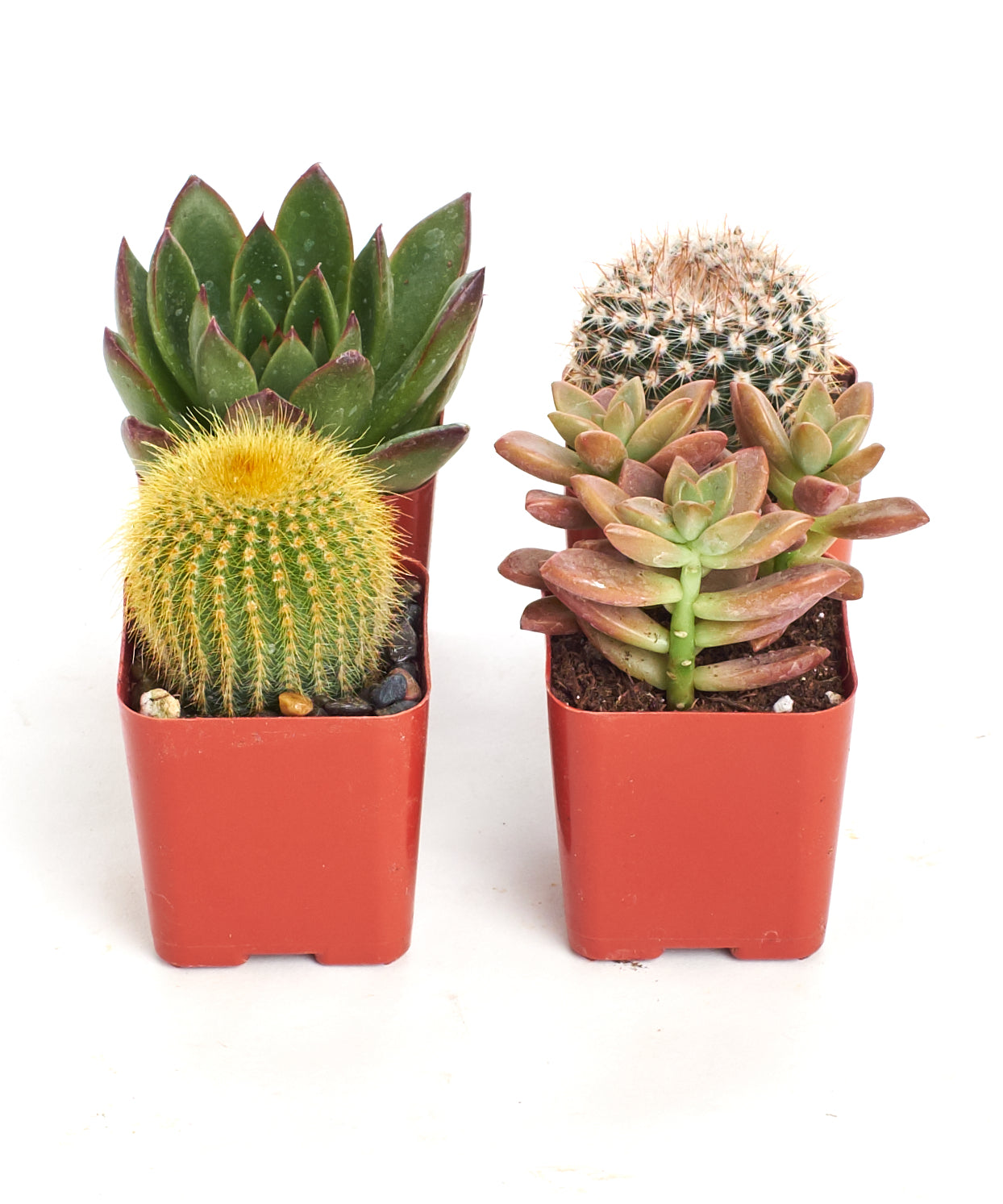 all cactus are succulents Assorted Mini Succulent & Cactus Collection