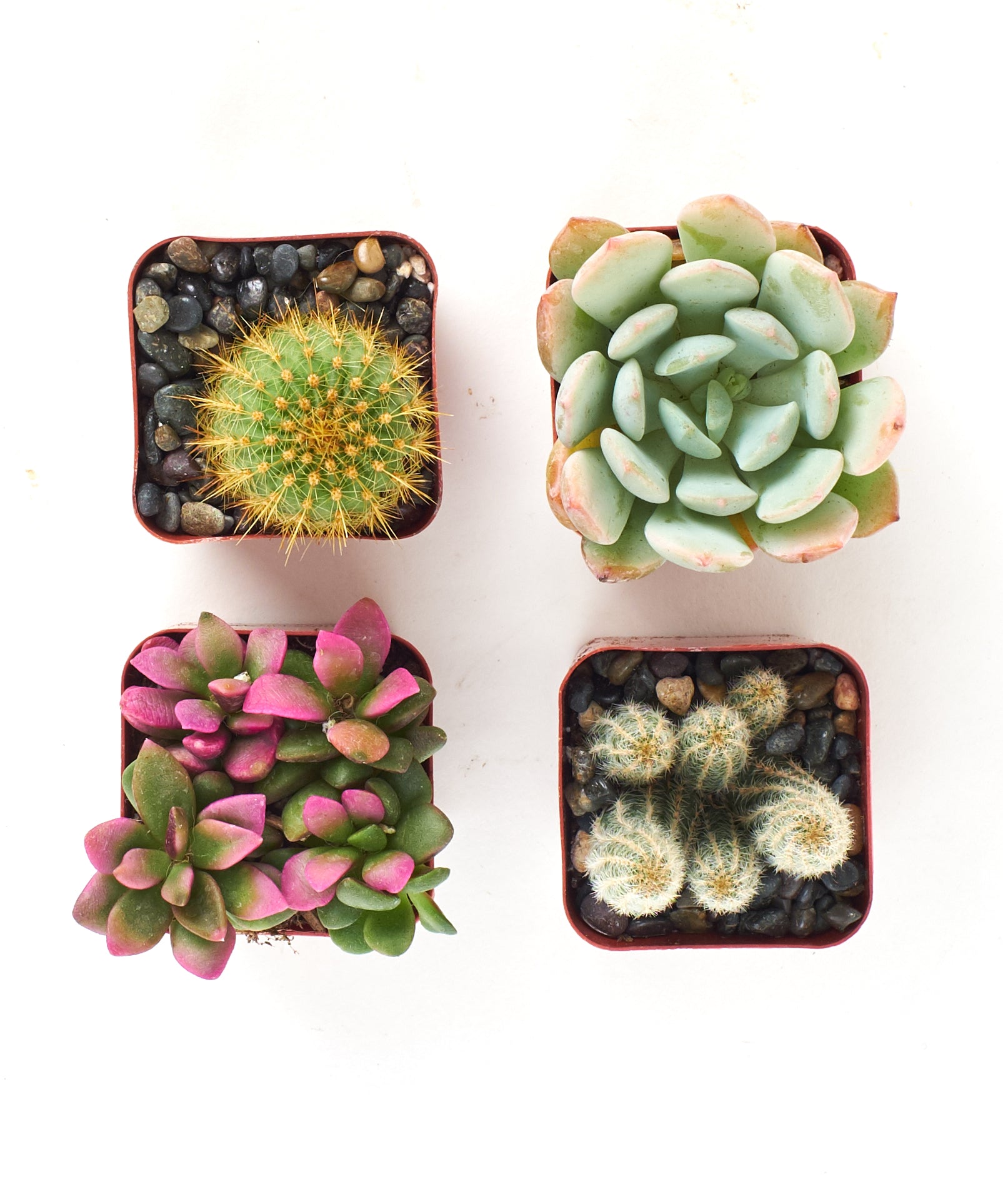 where to buy small succulents Shop Succulents Premium Live Mini Cactus and Succulent Plants in 2" Pots, Easy Care Indoor or Outdoor Gardening, Terrariums, Fa