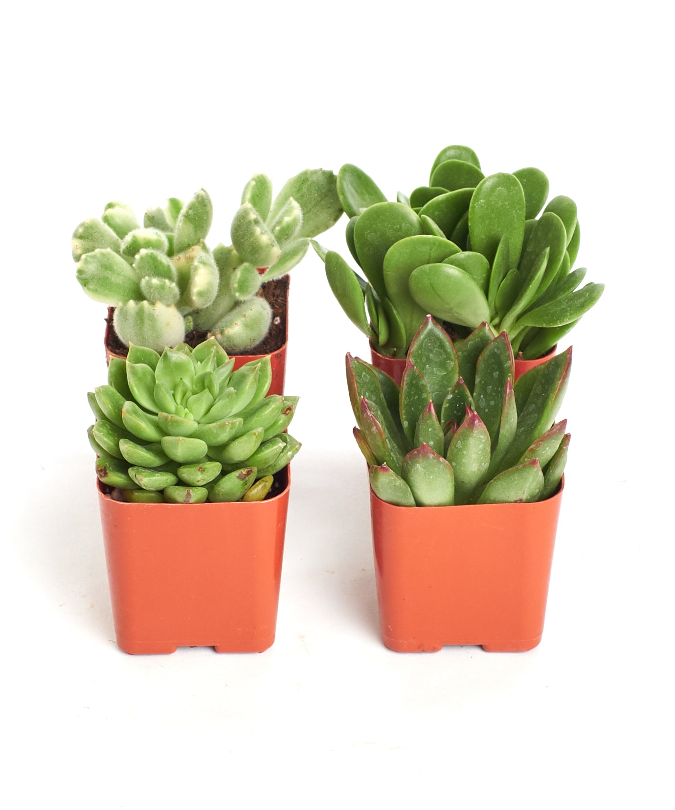 small green succulent Shop Succulents | Wedding Collection | Assorted Bulk Succulent Plants Live