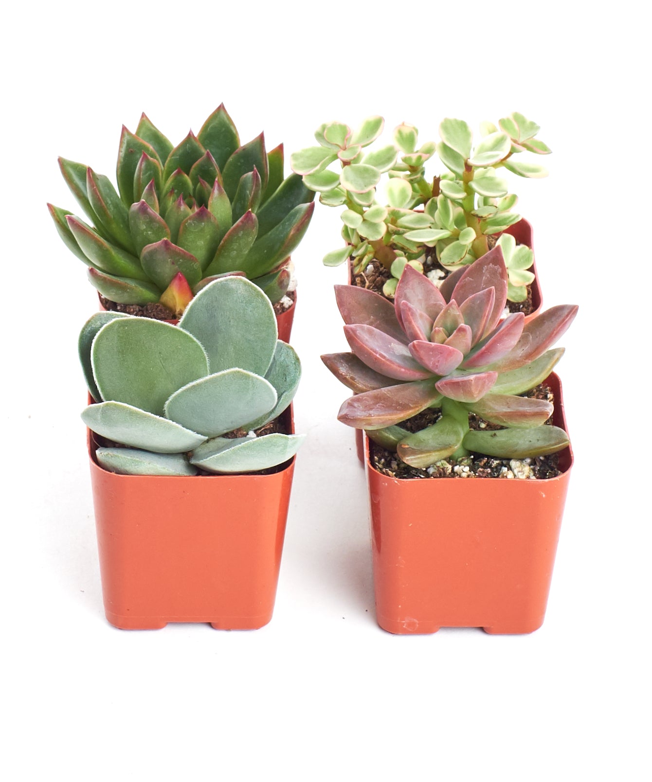 where to buy mini succulent plants Shop Succulents Unique Succulent Plant Pack Collection - Live Mini Succulent Plants, Low Maintenance, Exceptional Colors & Textures