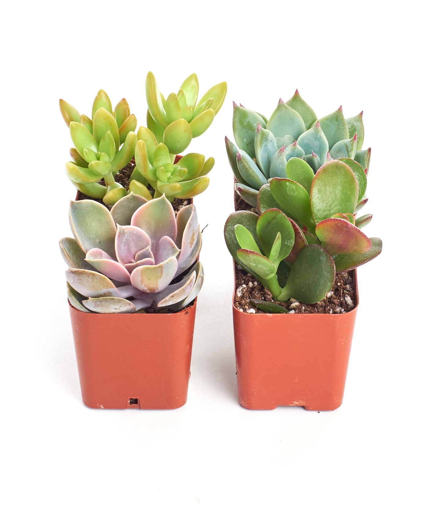 real mini succulent plants Shop Succulents Unique Succulent Plant Pack Collection - Live Mini Succulent Plants, Low Maintenance, Exceptional Colors & Textures