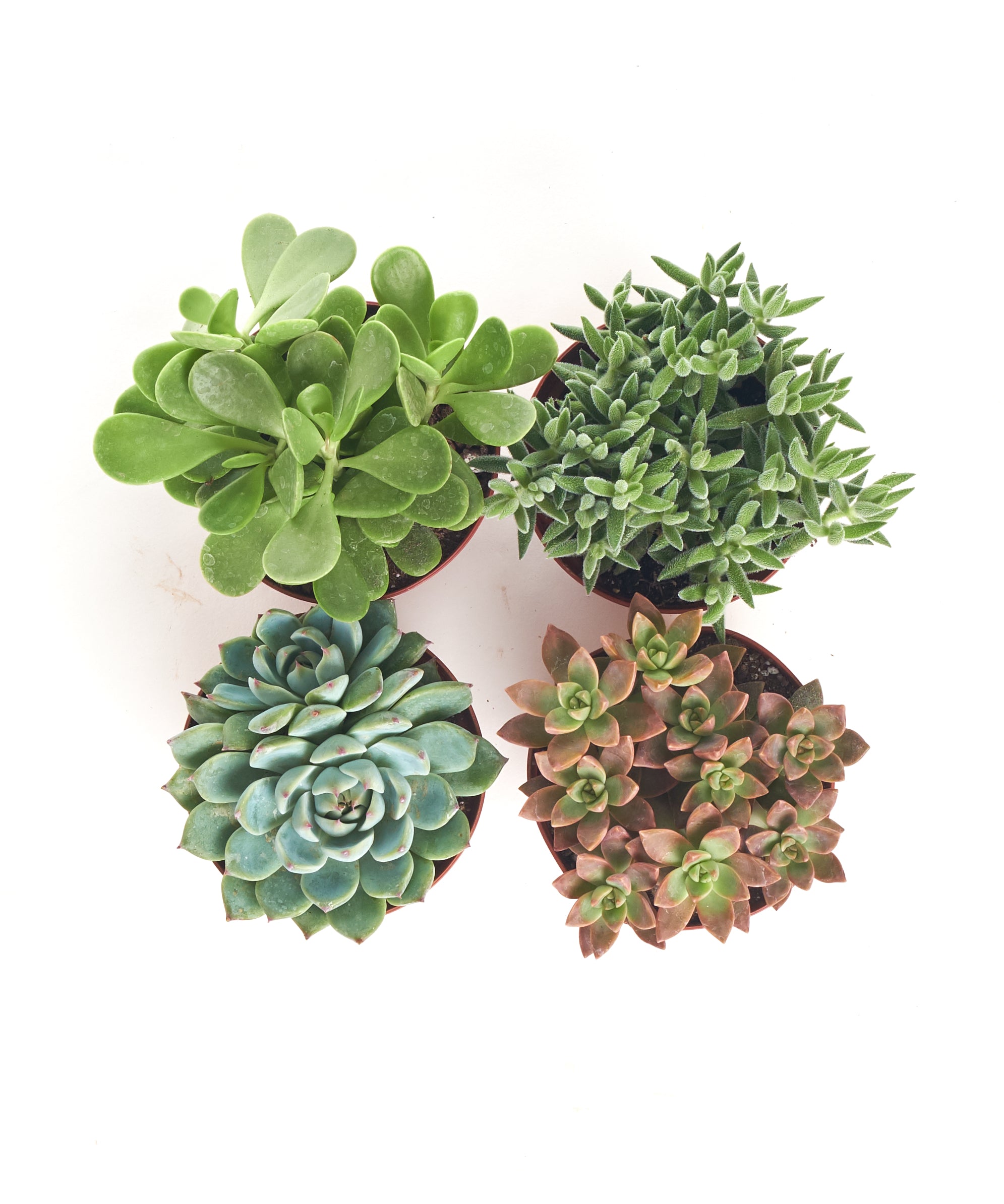 succulent plants amazon Shop Succulents Assorted Succulent Plant Pack Collection, Live 4" Succulent Plants, Low Maintenance, Mixture of Colors & Textures