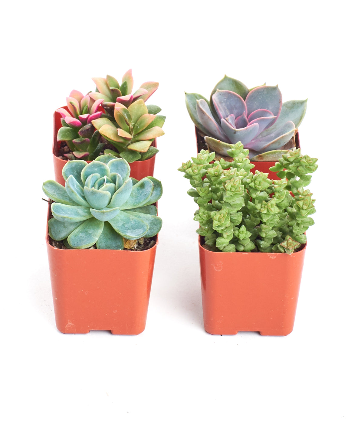 Pastel Mini Succulent Collection – Shop Succulents