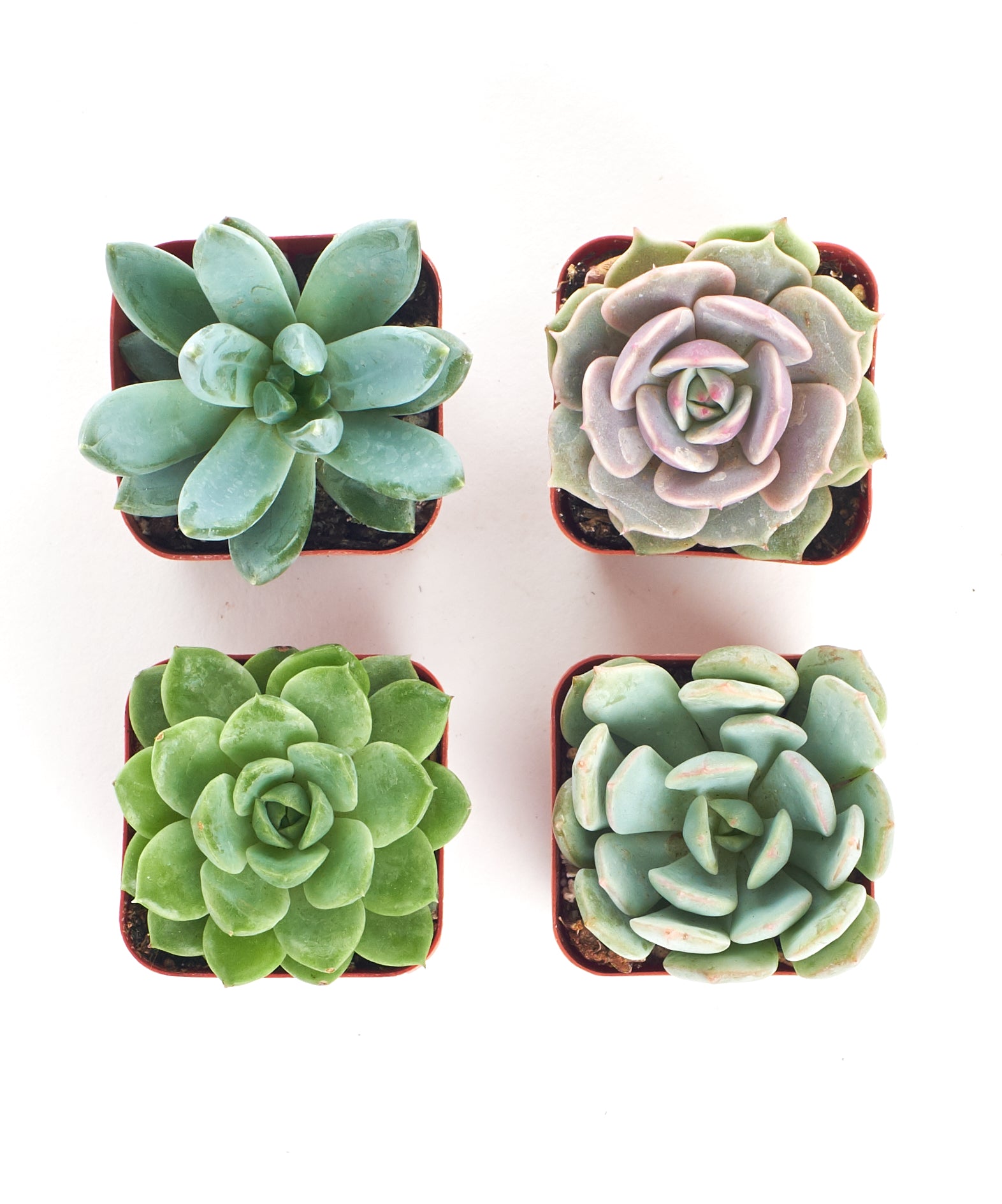 large rosette succulents Shop Succulents | Unique Collection