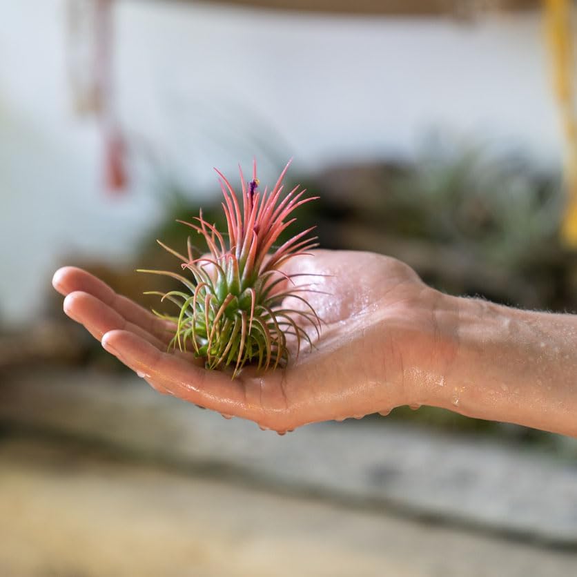 shipping air plants Shop Succulents Ionantha Tillandsia Air Plants, Assorted Mini Live Indoor Plants for Home Decor & Gifts, Low Maintenance, Natural Air Purifier,