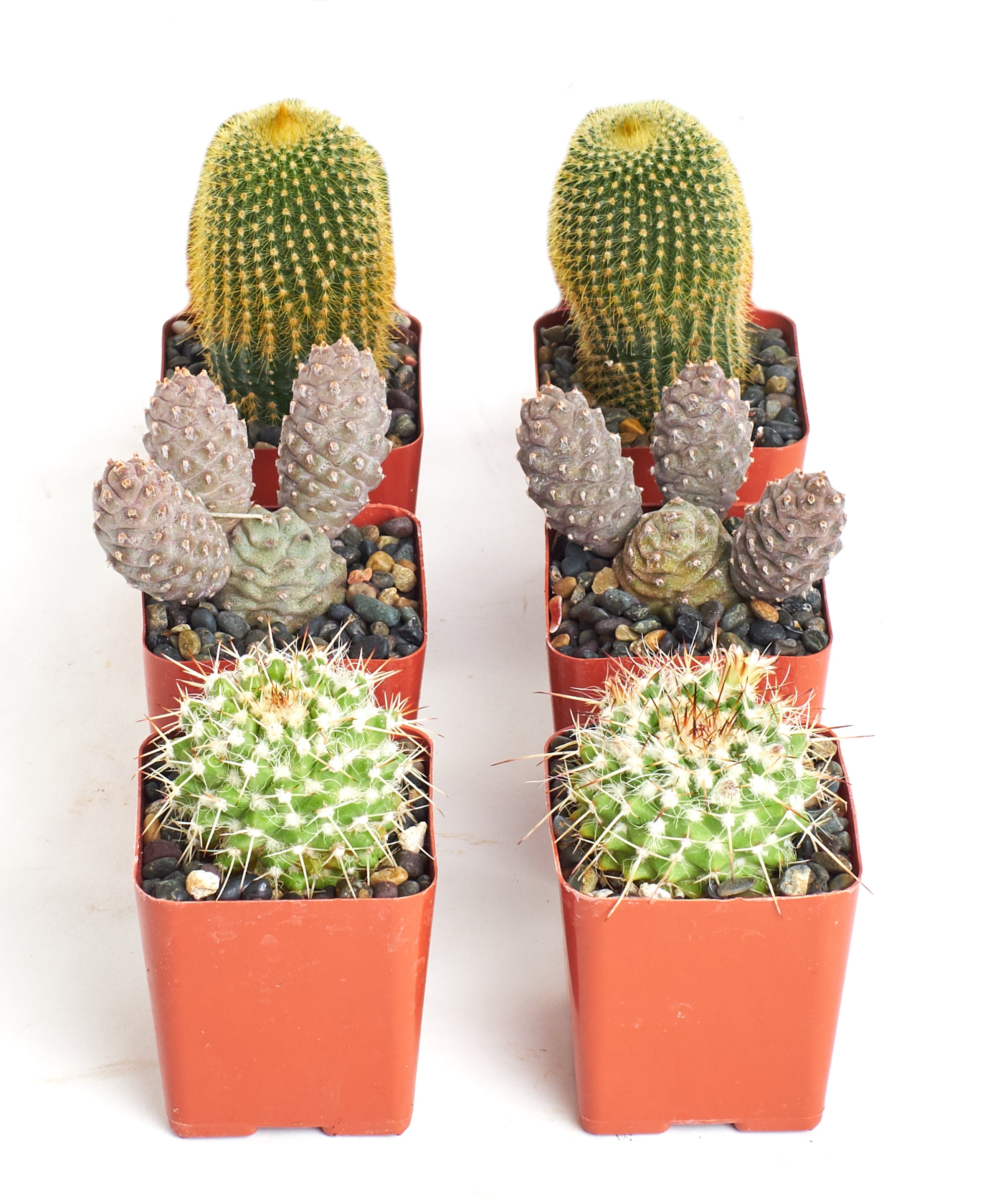 mini cactus plants in pots Shop Succulents Premium Live Mini Cactus Plants in Bulk 2" Pots, Easy Care Indoor or Outdoor Gardening, Terrariums, Favors, & Contemporary Spaces