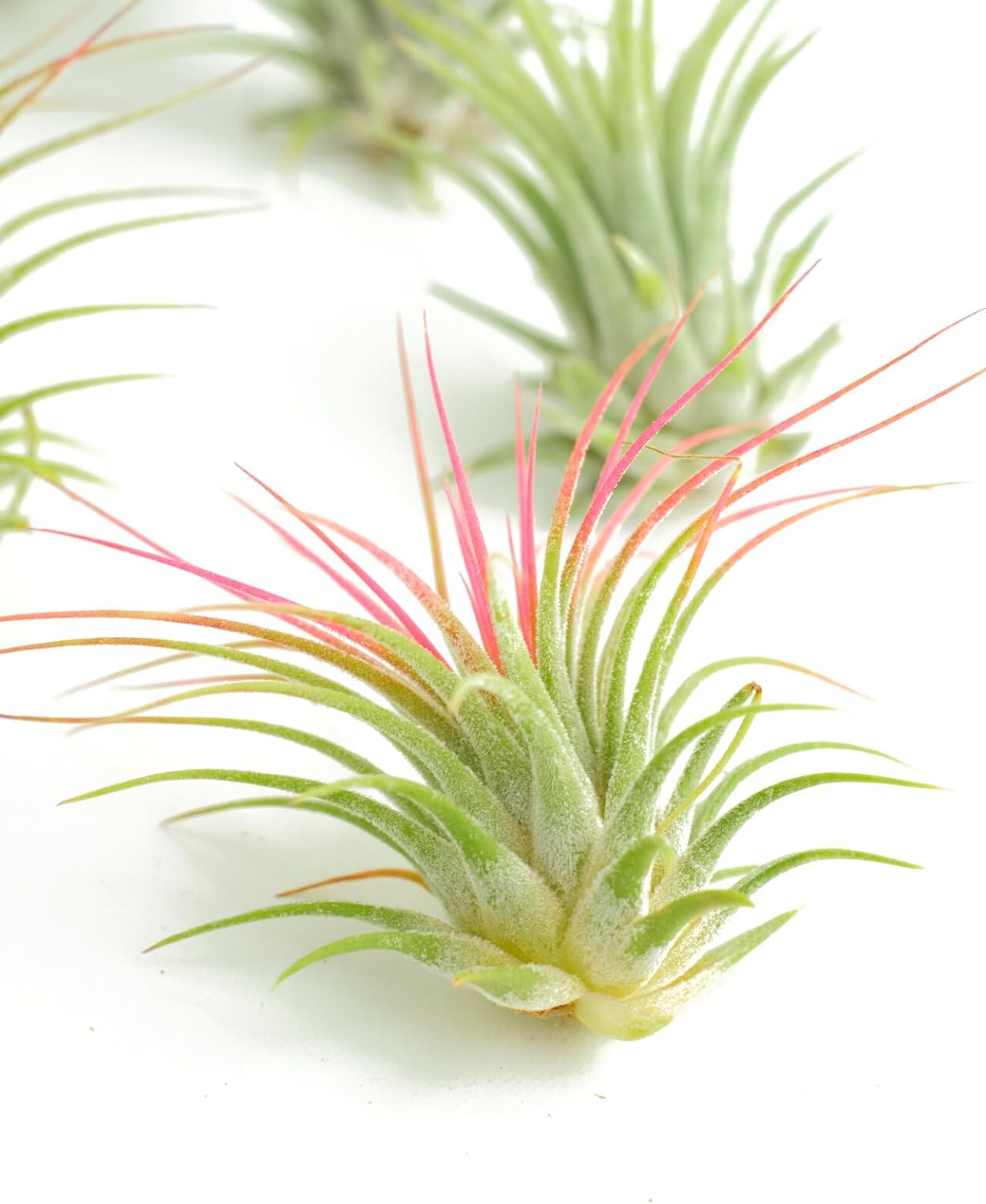 is tillandsia a succulent Shop Succulents Ionantha Tillandsia Air Plants, Assorted Mini Live Indoor Plants for Home Decor & Gifts, Low Maintenance, Natural Air Purifier,