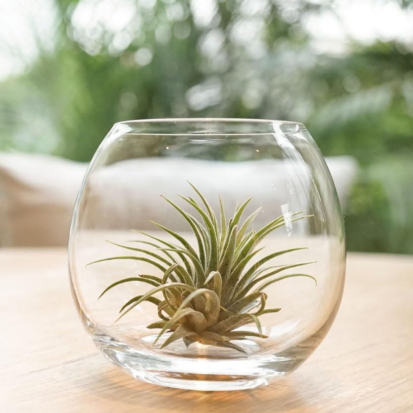 shipping air plants Shop Succulents Ionantha Tillandsia Air Plants, Assorted Mini Live Indoor Plants for Home Decor & Gifts, Low Maintenance, Natural Air Purifier,