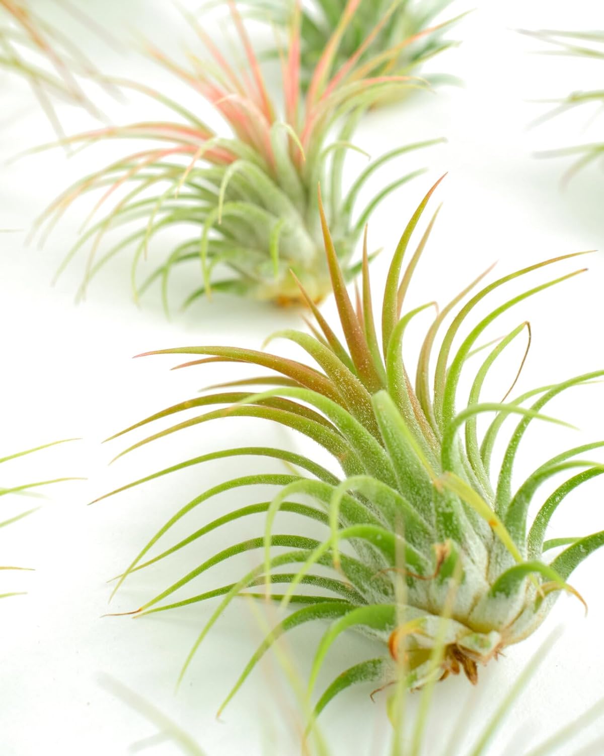 small air plant Shop Succulents Ionantha Tillandsia Air Plants, Assorted Mini Live Indoor Plant Bundle for Home Decor & Gifts, Low Maintenance, Natural Air Purifier