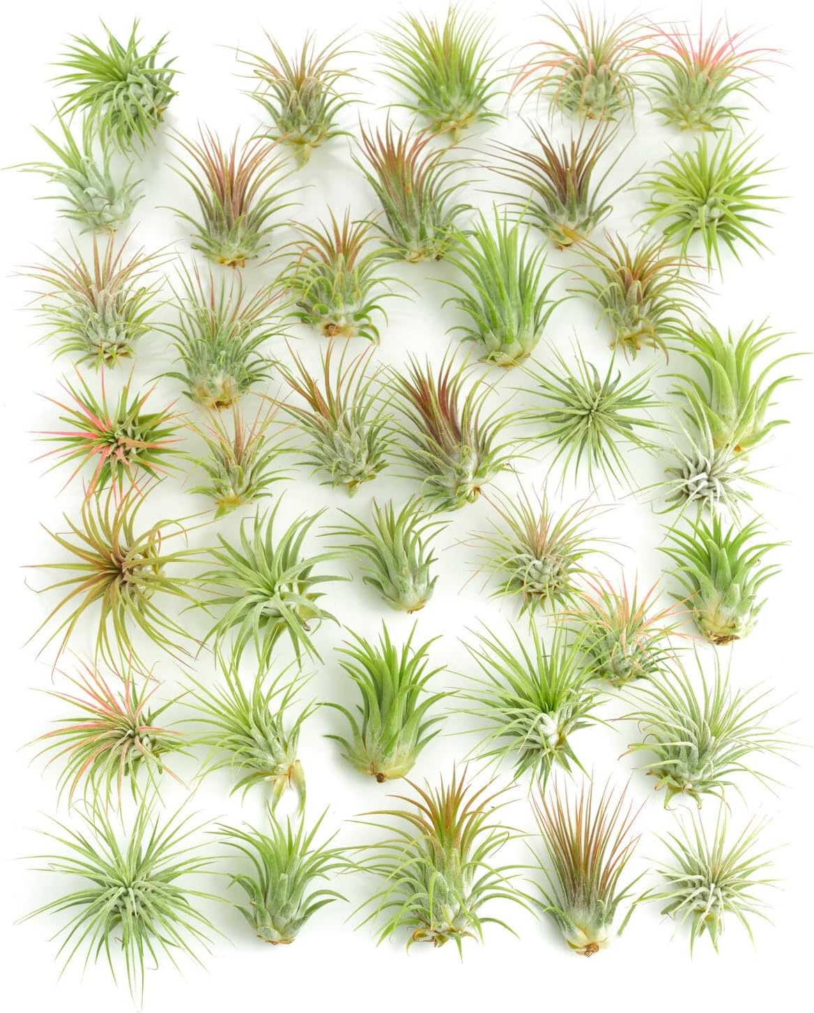 50 pack wholesale air plants - tillandsia ionantha - bulk Shop Succulents Ionantha Tillandsia Air Plants, Assorted Mini Live Indoor Plants for Home Decor & Gifts, Low Maintenance, Natural Air Purifier,