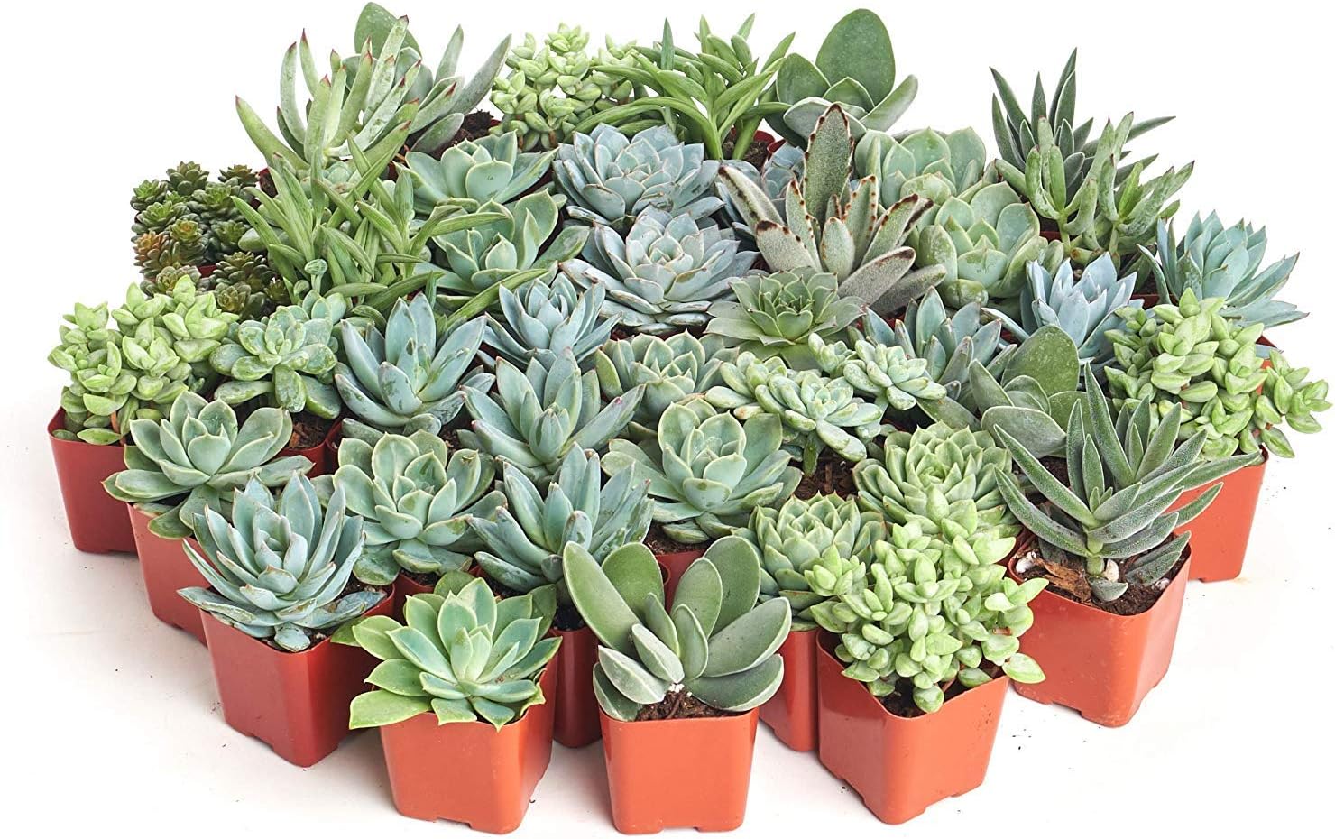 mini live succulents bulk Home Botanicals Blue/Green Collection Succulent (Collection of 100)