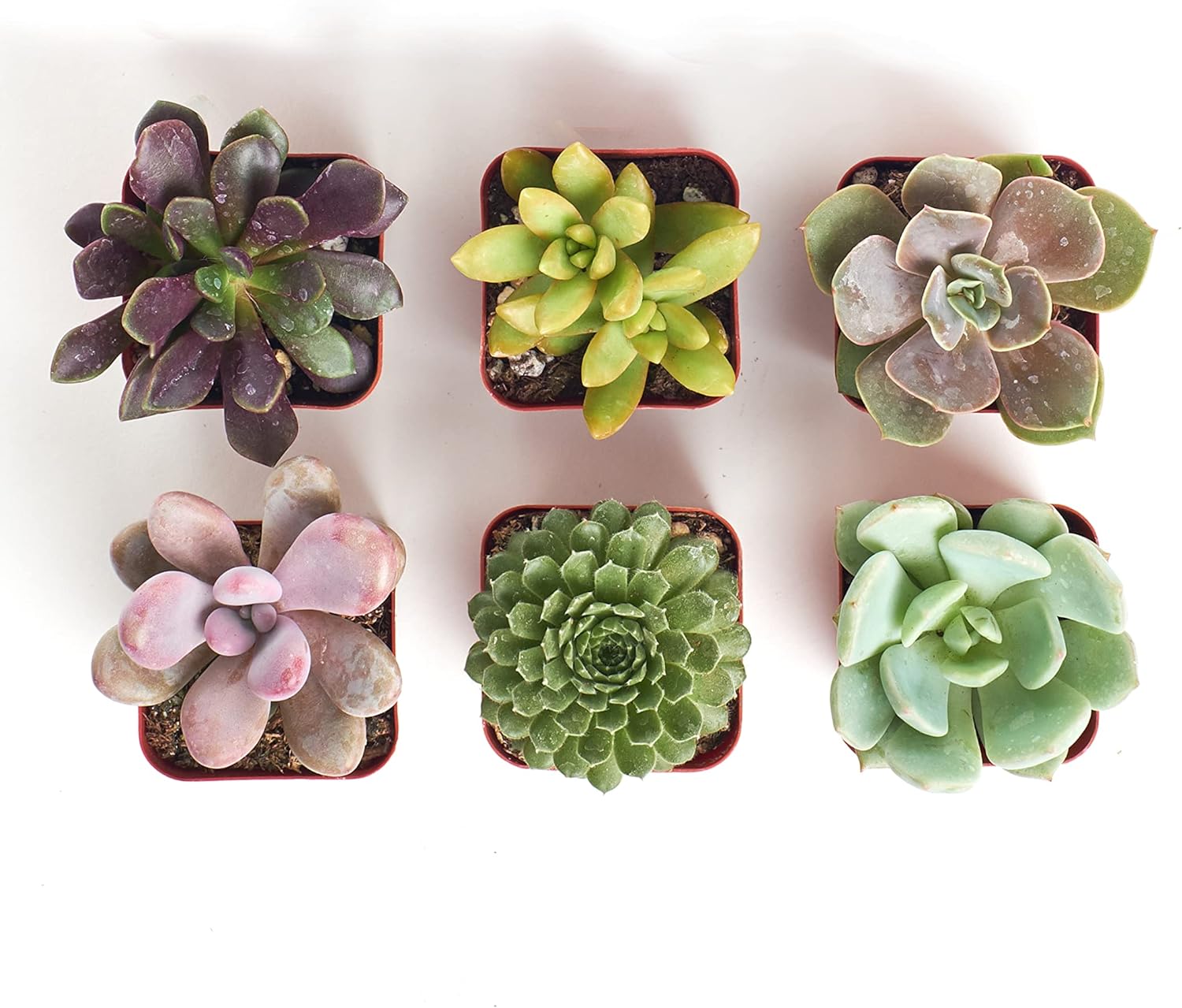 buy succulents online free shipping Shop Succulents Unique Succulent Plant Pack Collection - Live Mini Succulent Plants, Low Maintenance, Exceptional Colors & Textures
