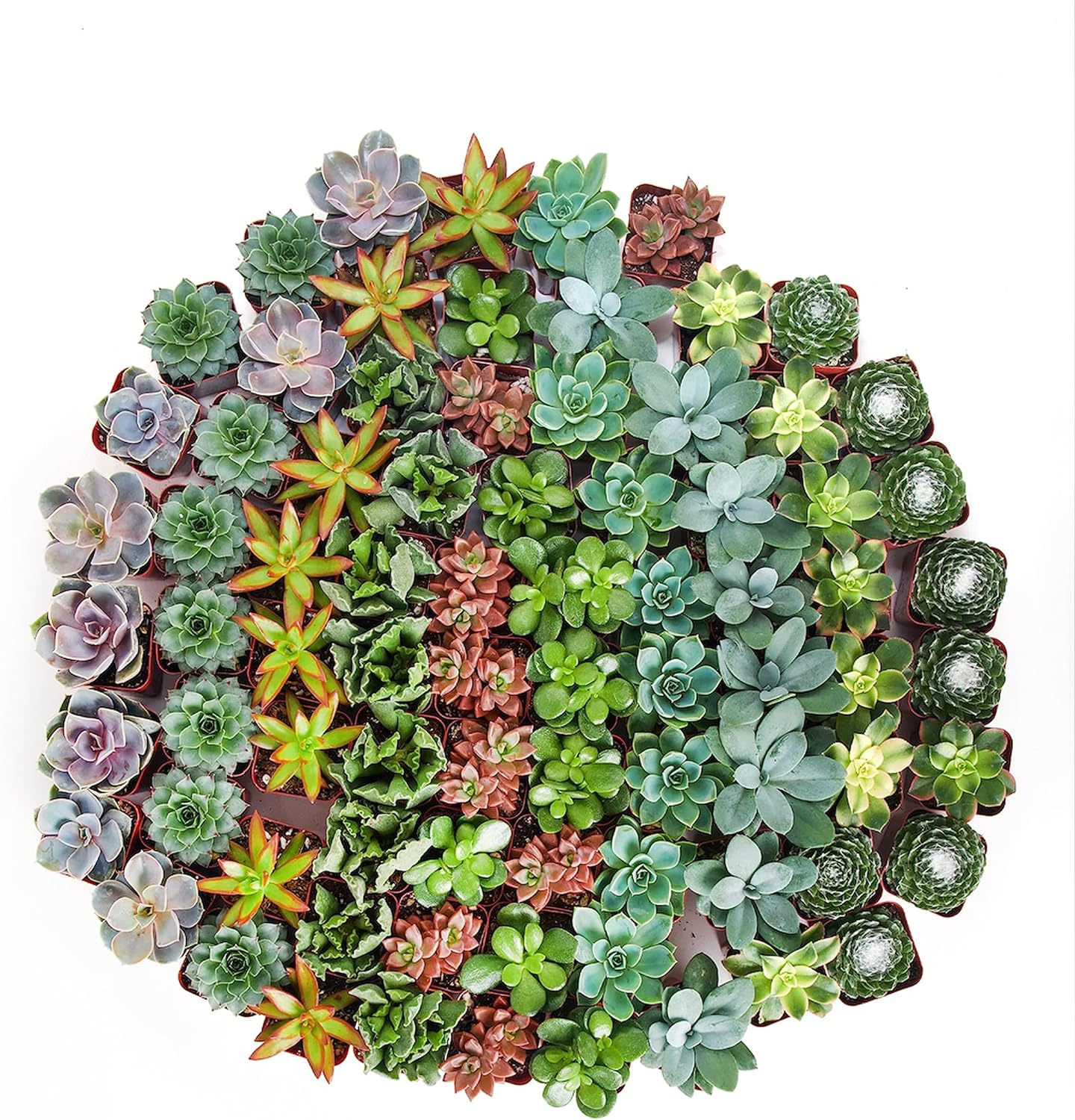 mini succulents types 2 in. Assorted Succulent Collection (100-Pack)