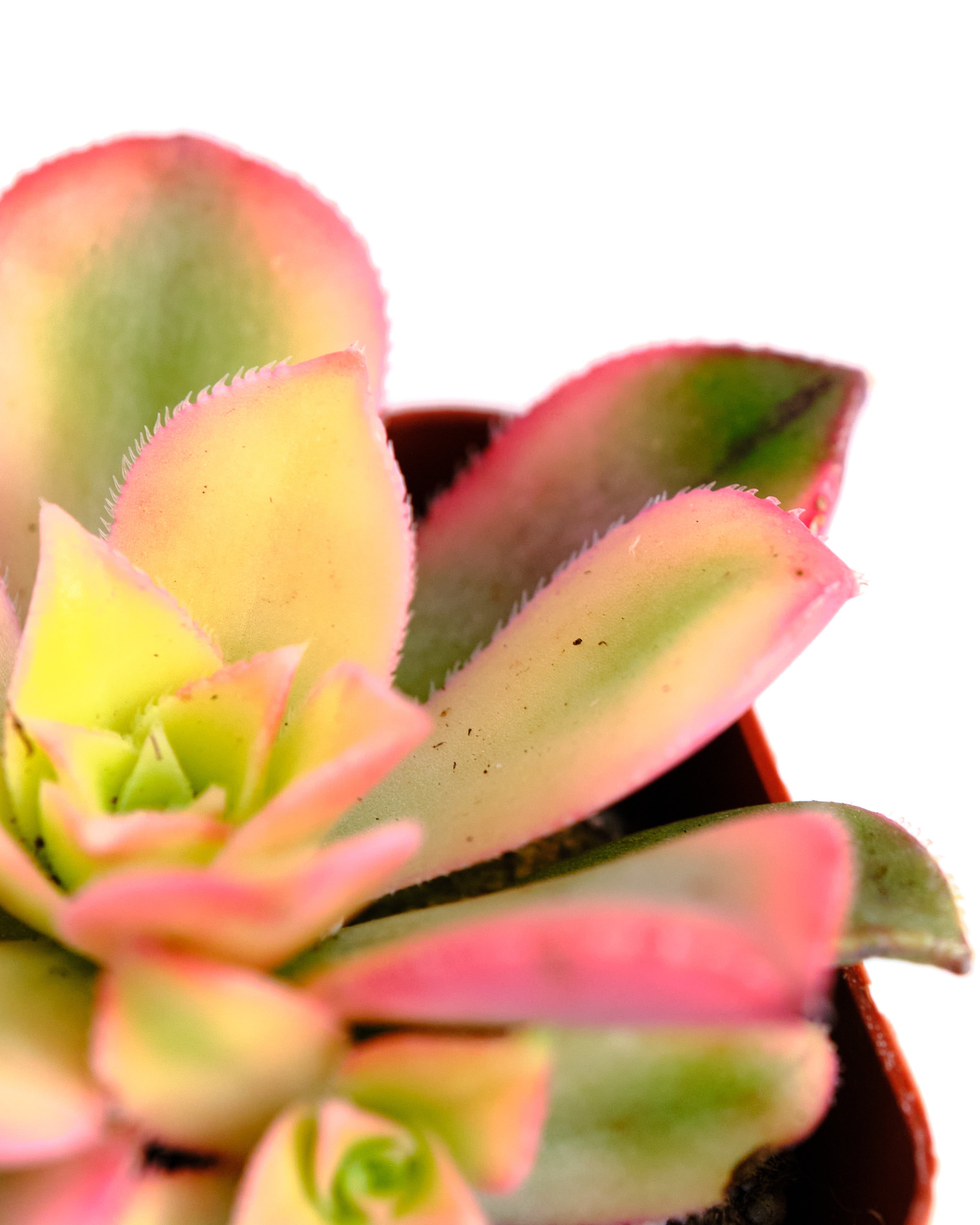 aeonium haworthii succulent Aeonium haworthii 'Kiwi' – Shop Succulents