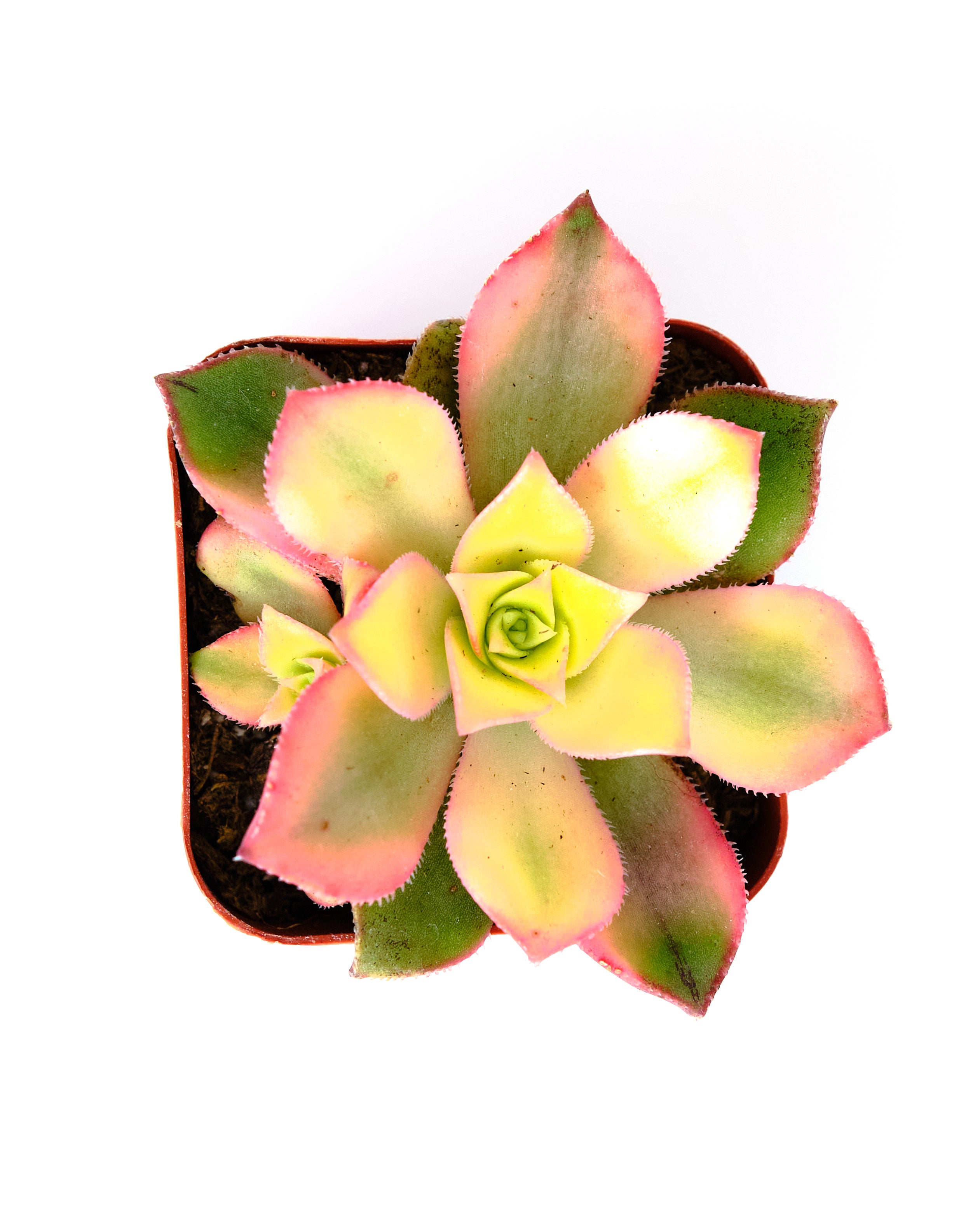 aeonium haworthii succulent Aeonium haworthii 'Kiwi' – Shop Succulents