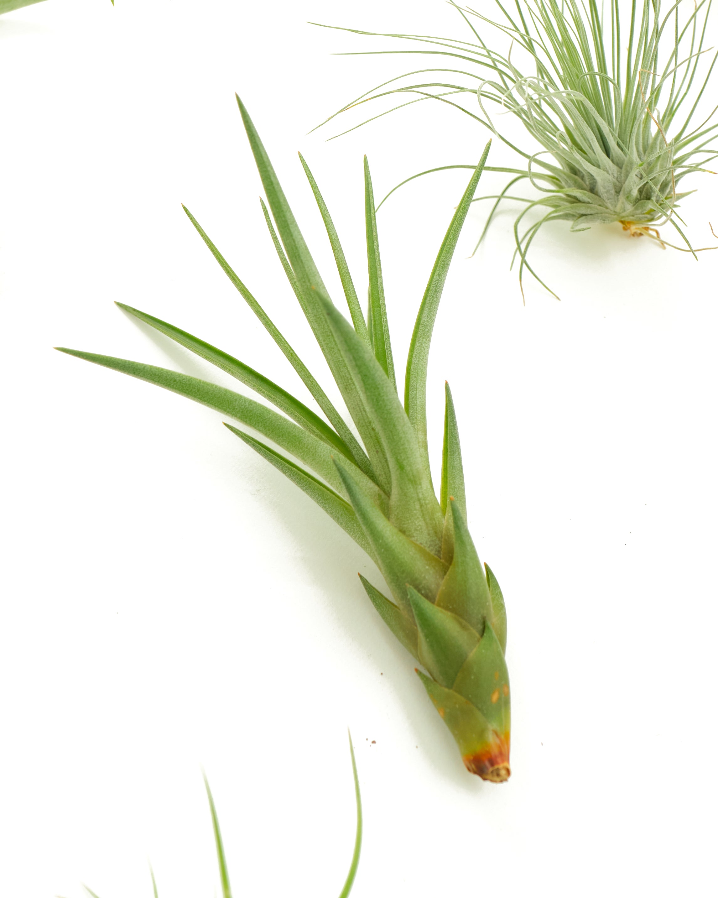 mini air plants Shop Succulents Ionantha Tillandsia Air Plants, Assorted Mini Live Indoor Plant Bundle for Home Decor & Gifts, Low Maintenance, Natural Air Purifier