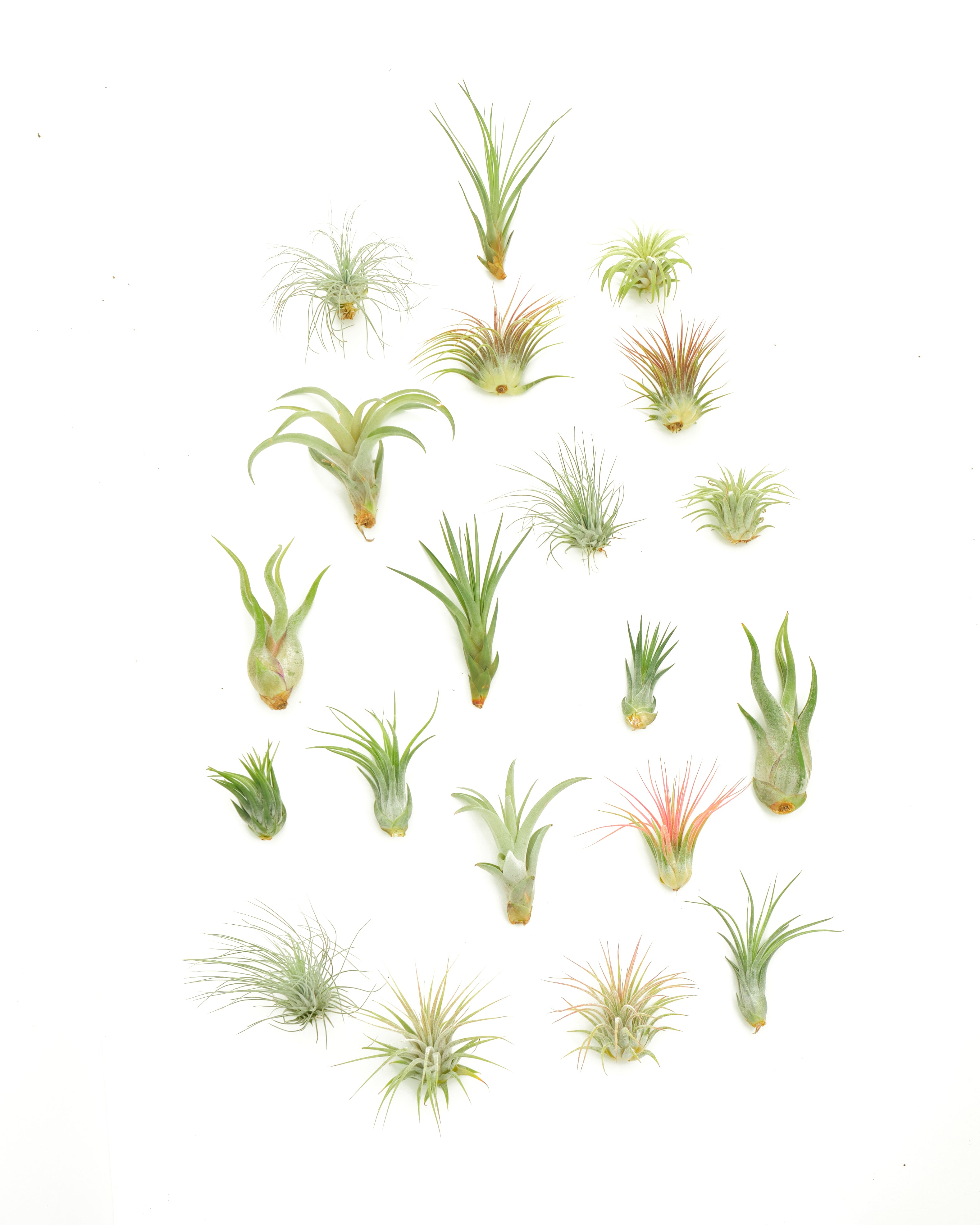 air plant pack Shop Succulents