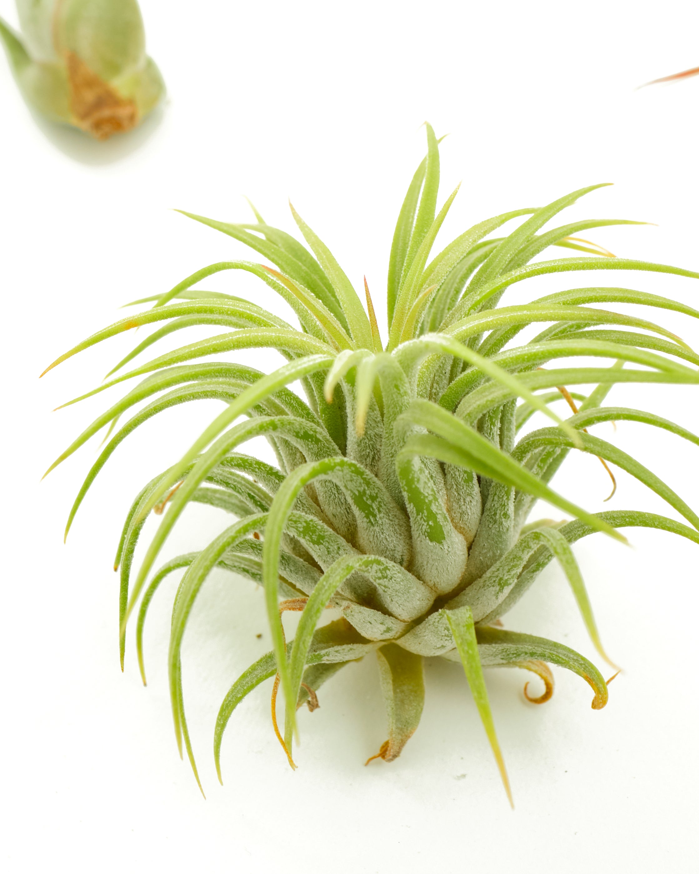 how to package air plants for shipping Assorted Mini Air Plant Collection