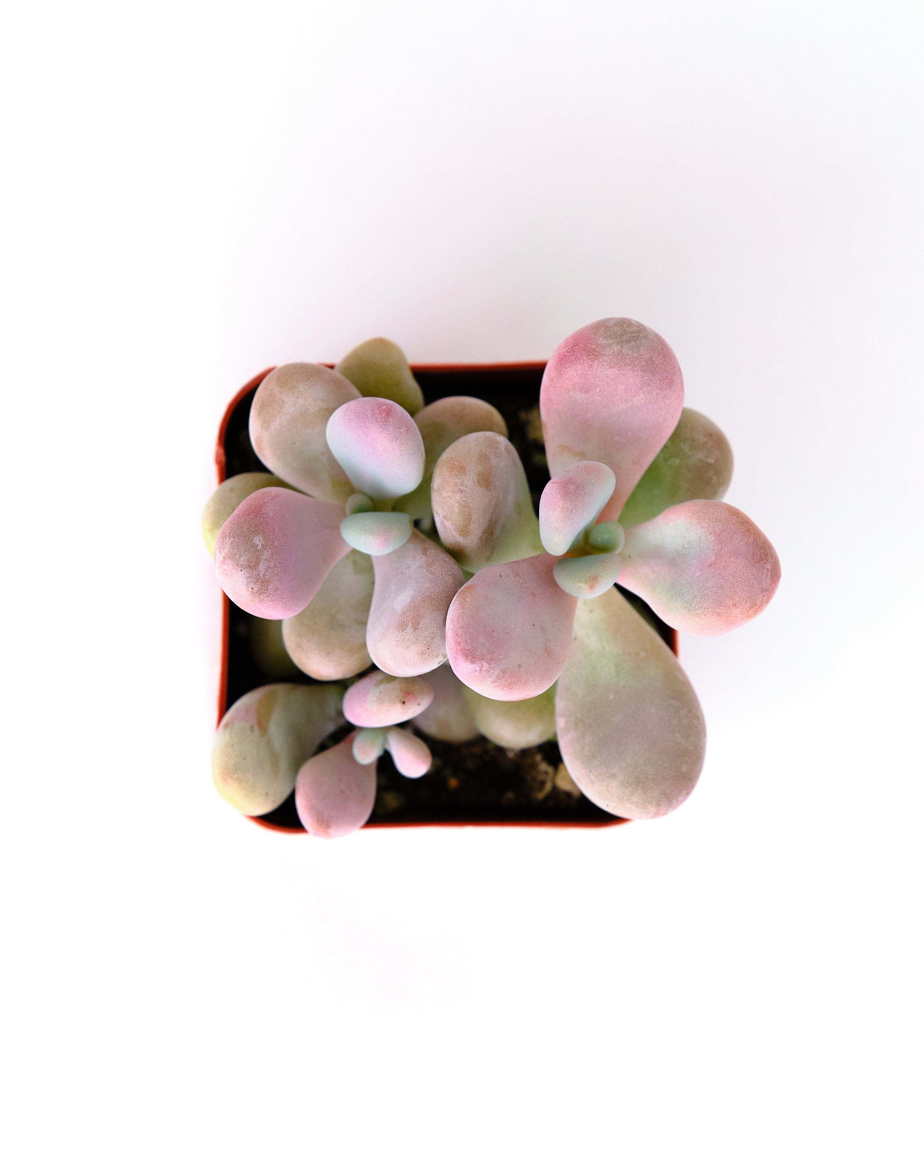 amethyst succulent Graptopetalum Amethystinum – Shop Succulents