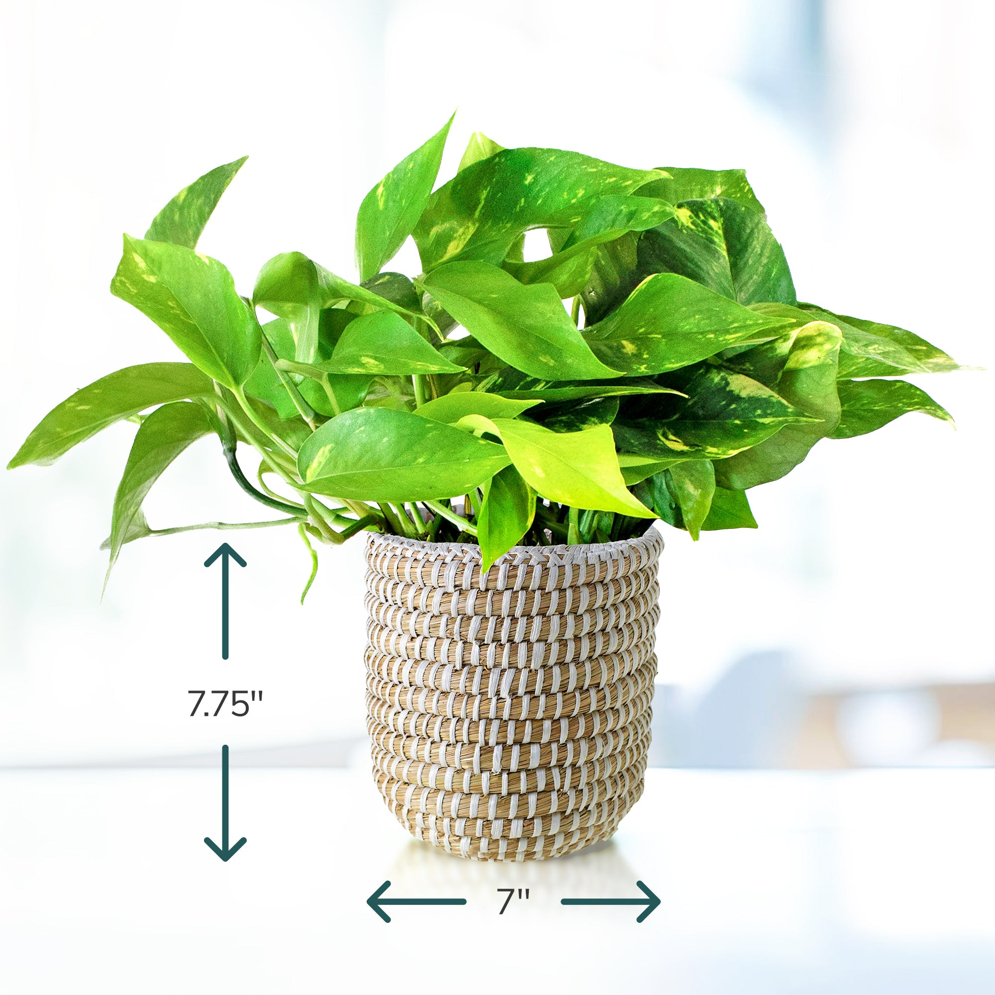 pothos plant gift Potted Pothos in Ivory Basket Planter – Shop Succulents