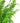 Kimberly Queen Fern