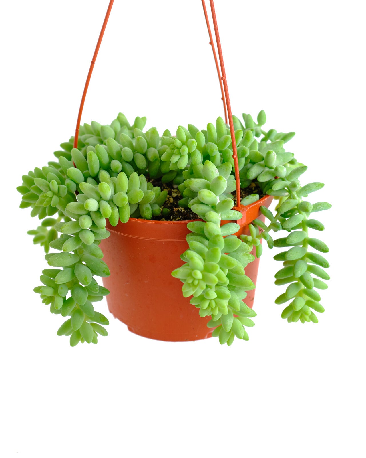 succulent burro's tail Burro's Tail For Sale: Sedum Burrito (Burro's Tail