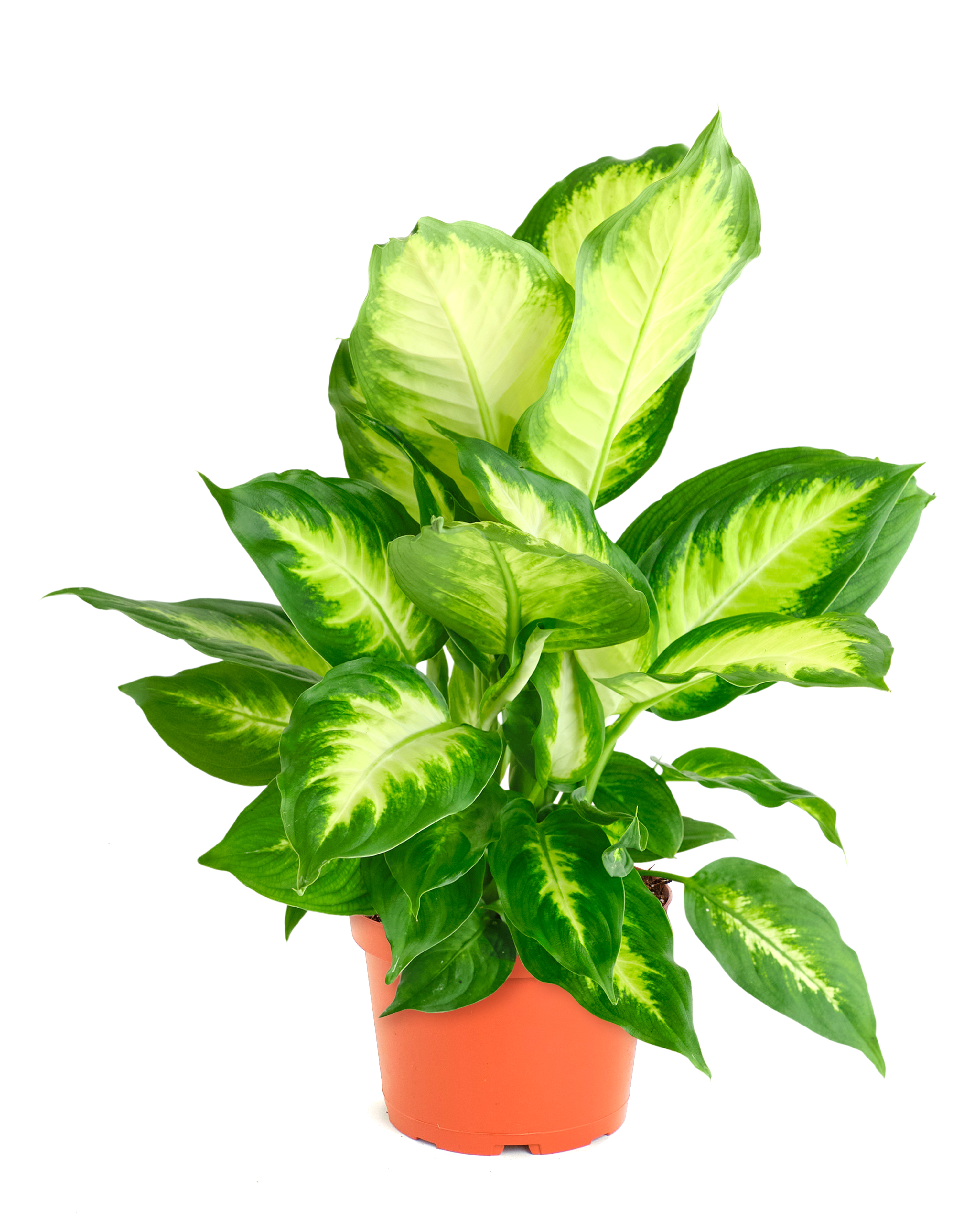 camille dieffenbachia care Dieffenbachia Camille – Shop Succulents