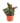 Calathea Ornata 'Painted Lady'