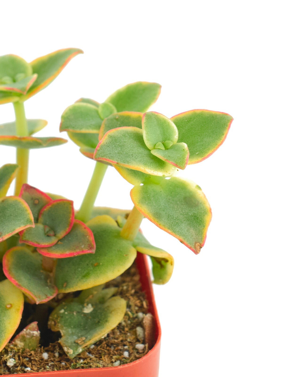 calico kitten succulent plant Crassula Pellucida Variegata 'Calico Kitten' – Shop Succulents