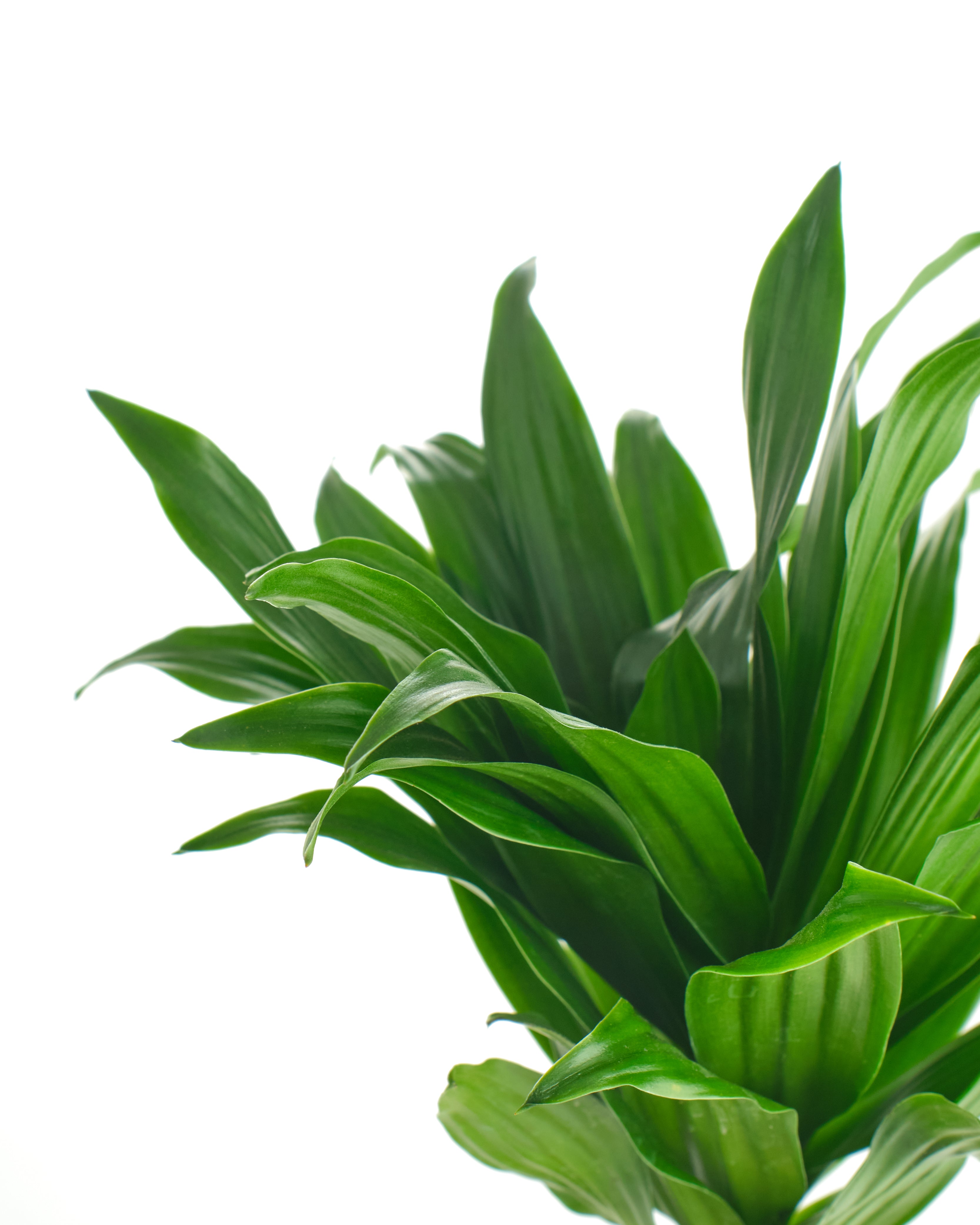 compact dracaena plant Dracaena Compacta, Live Indoor and Outdoor Plant, Easy Care Tropical Houseplant in 4 in. Grower Pot