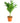 Dracaena Compacta