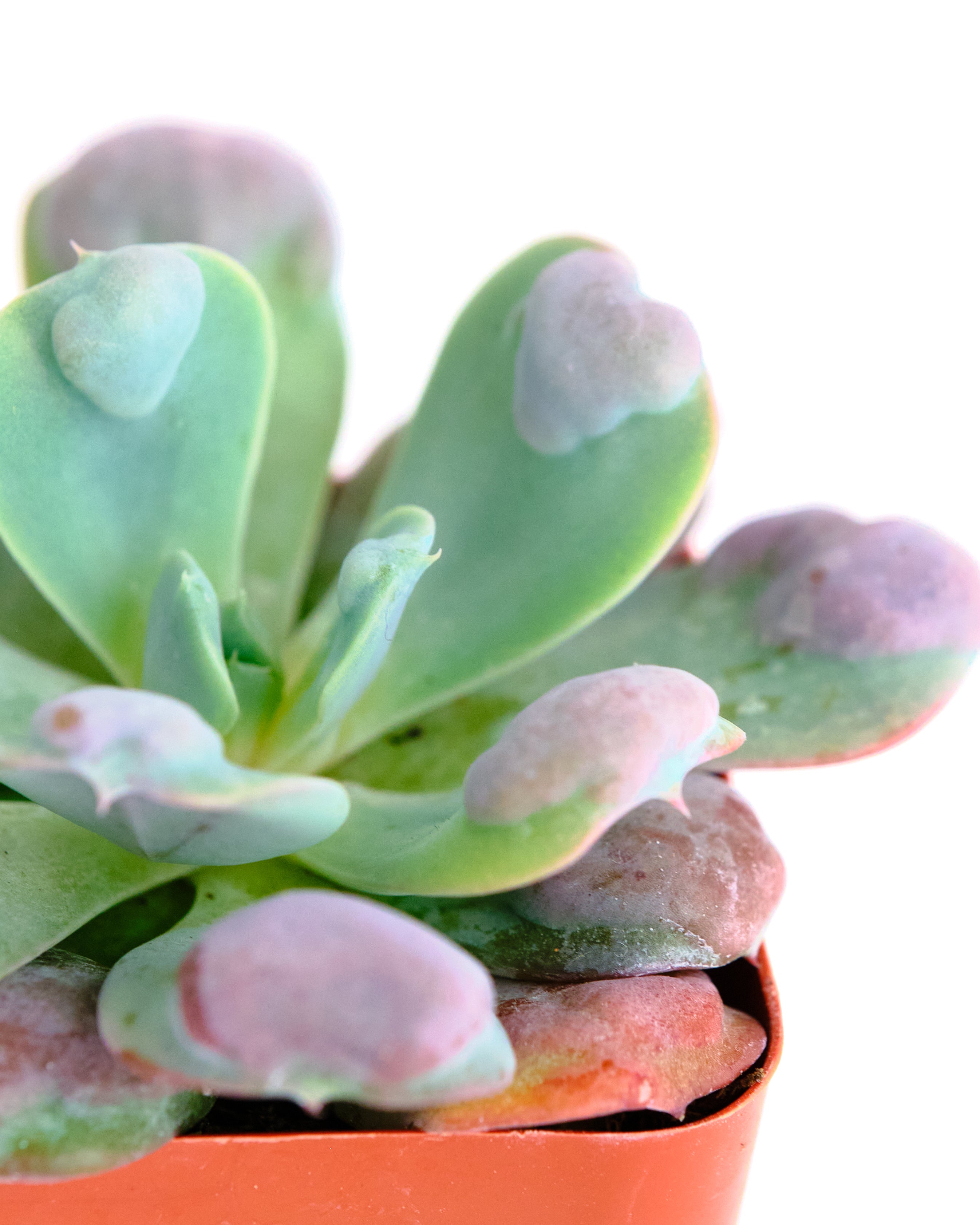raindrop succulent Echeveria 'Raindrop' – Shop Succulents