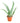 Aloe Vera Plant