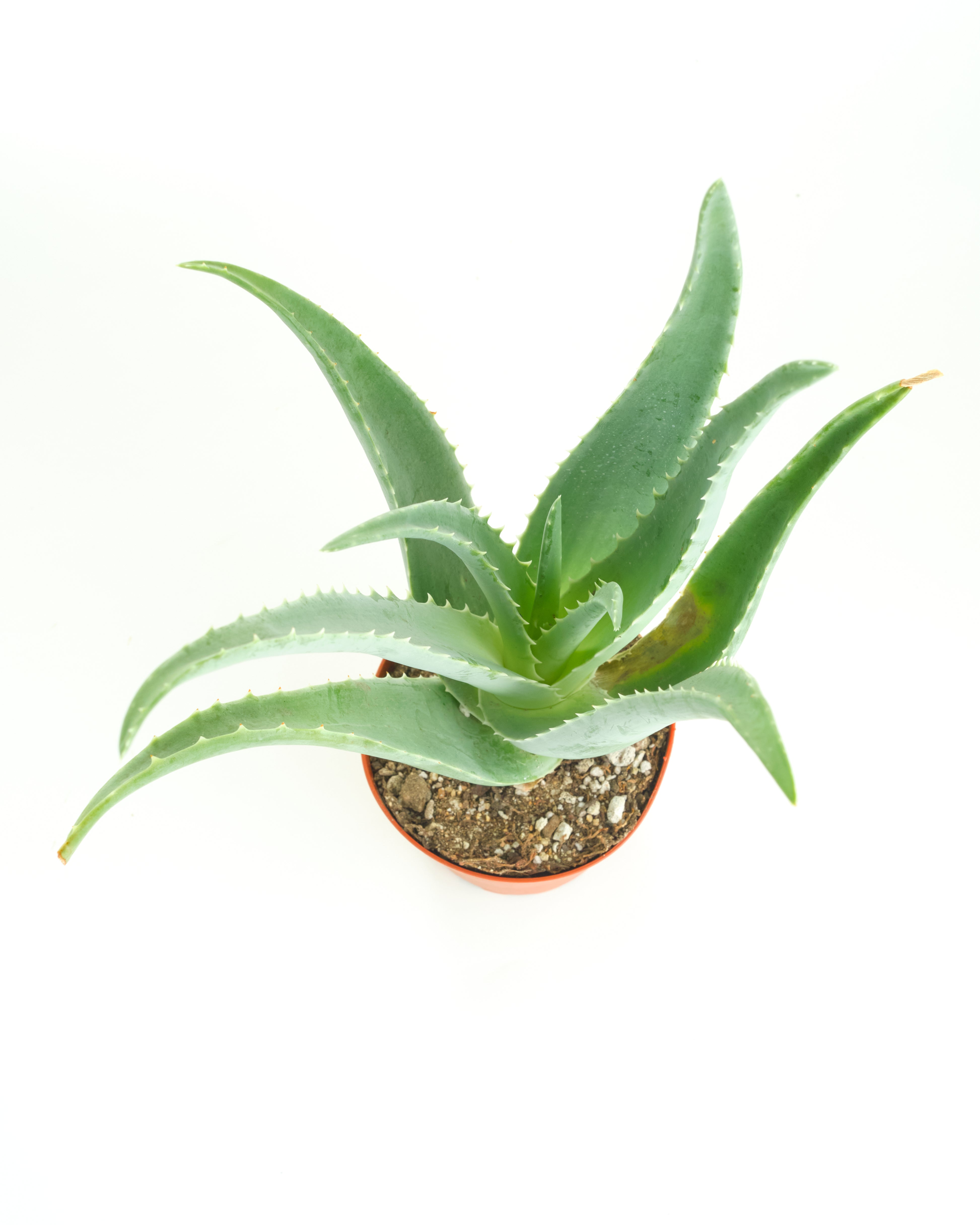 aloe vera plant free shipping Aloe Vera Plant