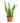 Sansevieria Laurentii 'Snake Plant'