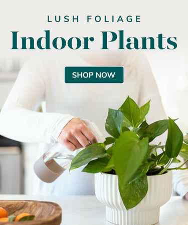 House Plants Delivered – Shop Succulents