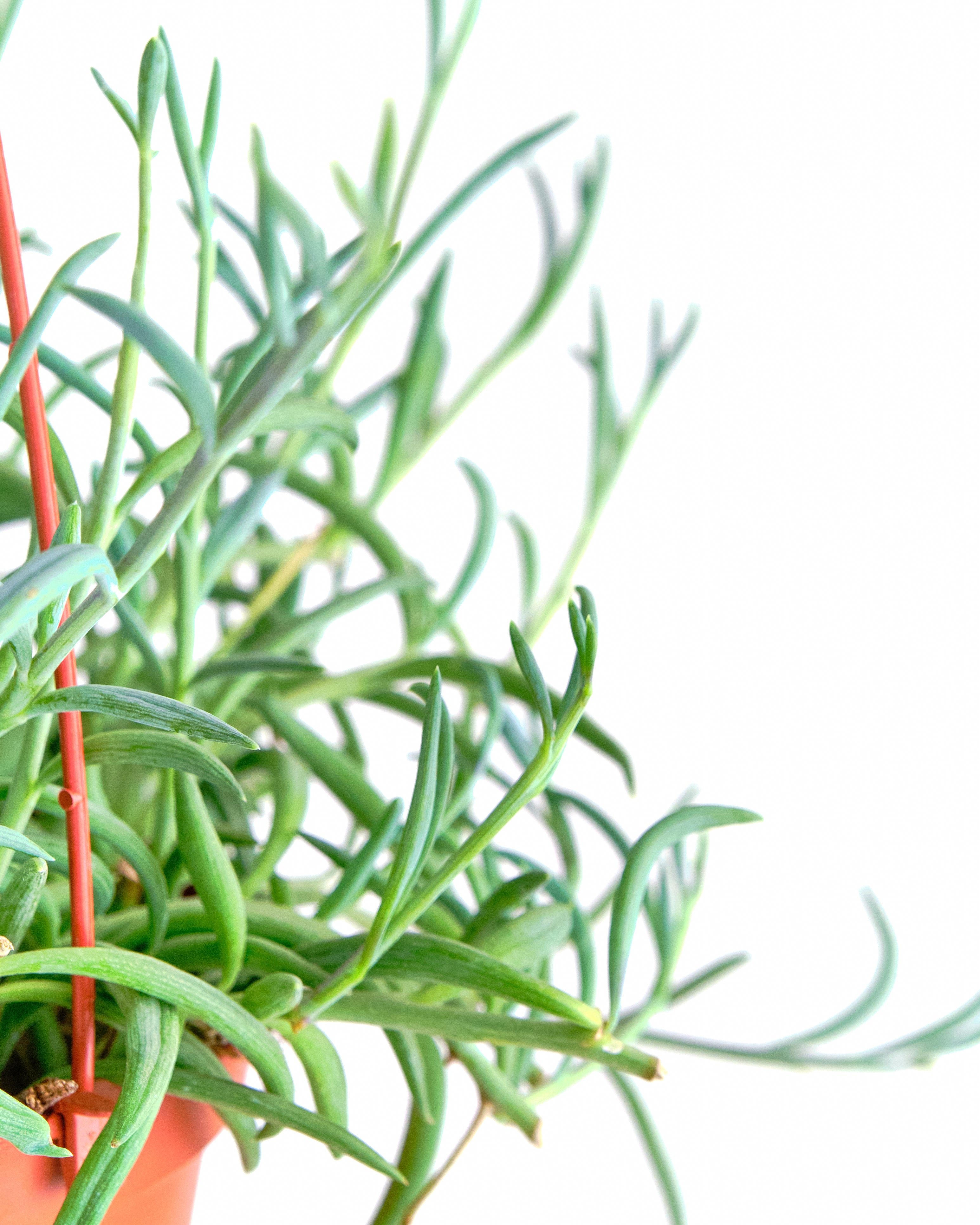 string of fishhooks succulent Senecio Radicans 'String of Fishhooks' – Shop Succulents