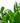 Zamioculcas Zamiifolia 'ZZ Plant'