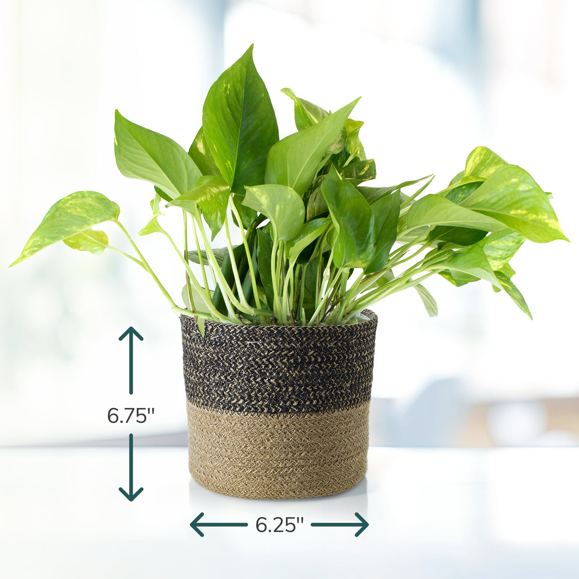 tan planter pot Shop Succulents Pothos Plant in Jute Pot, Freshly Potted, Live Indoor Plant, Easy Care Houseplant, Air Purifying Plant, Housewarming, Home Décor