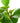 Peperomia Obtusifolia 'Baby Rubber Plant'